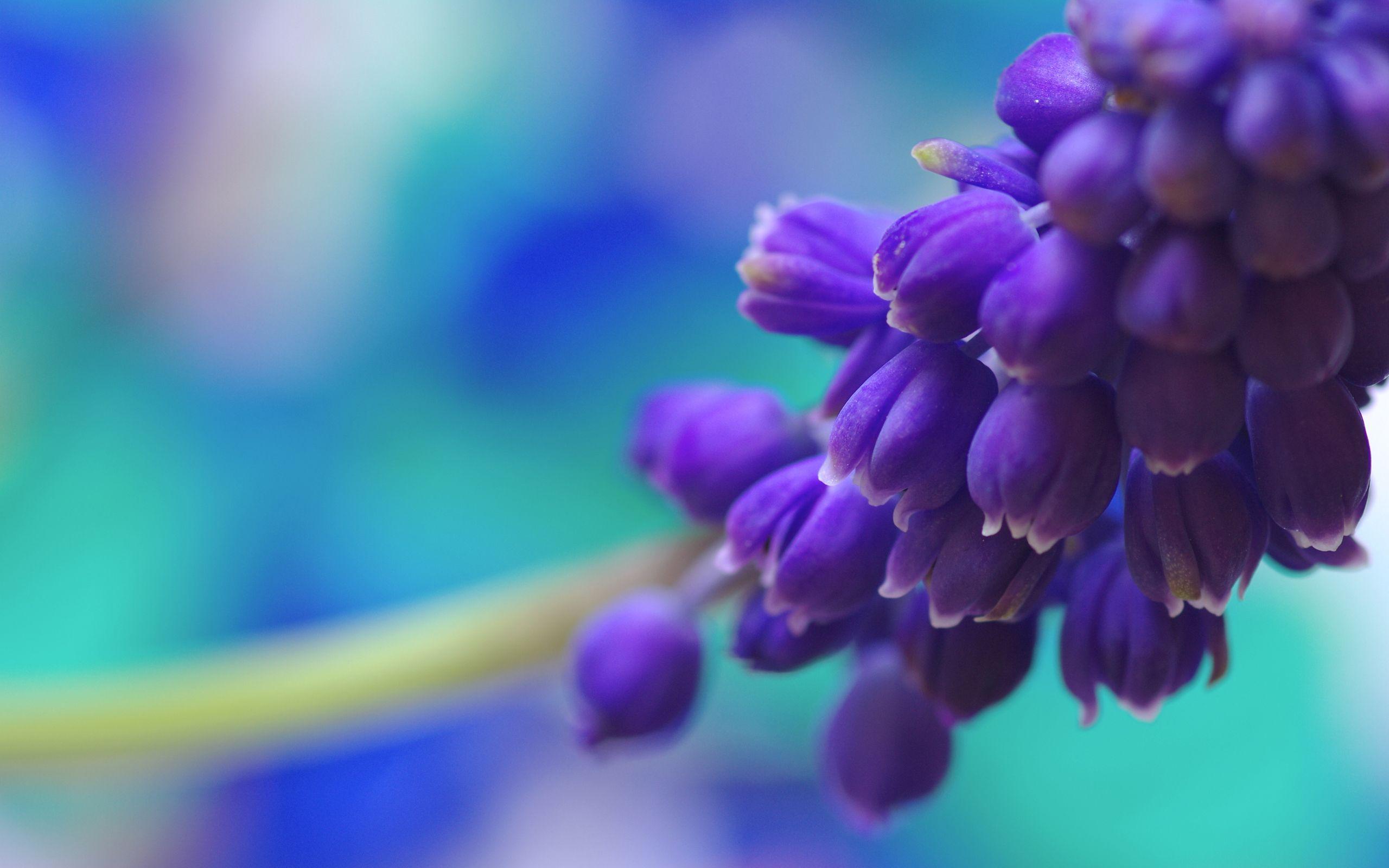 2560x1600 Flowers Desktop Wallpaper Ξ 874978 Purple Flowers Picture