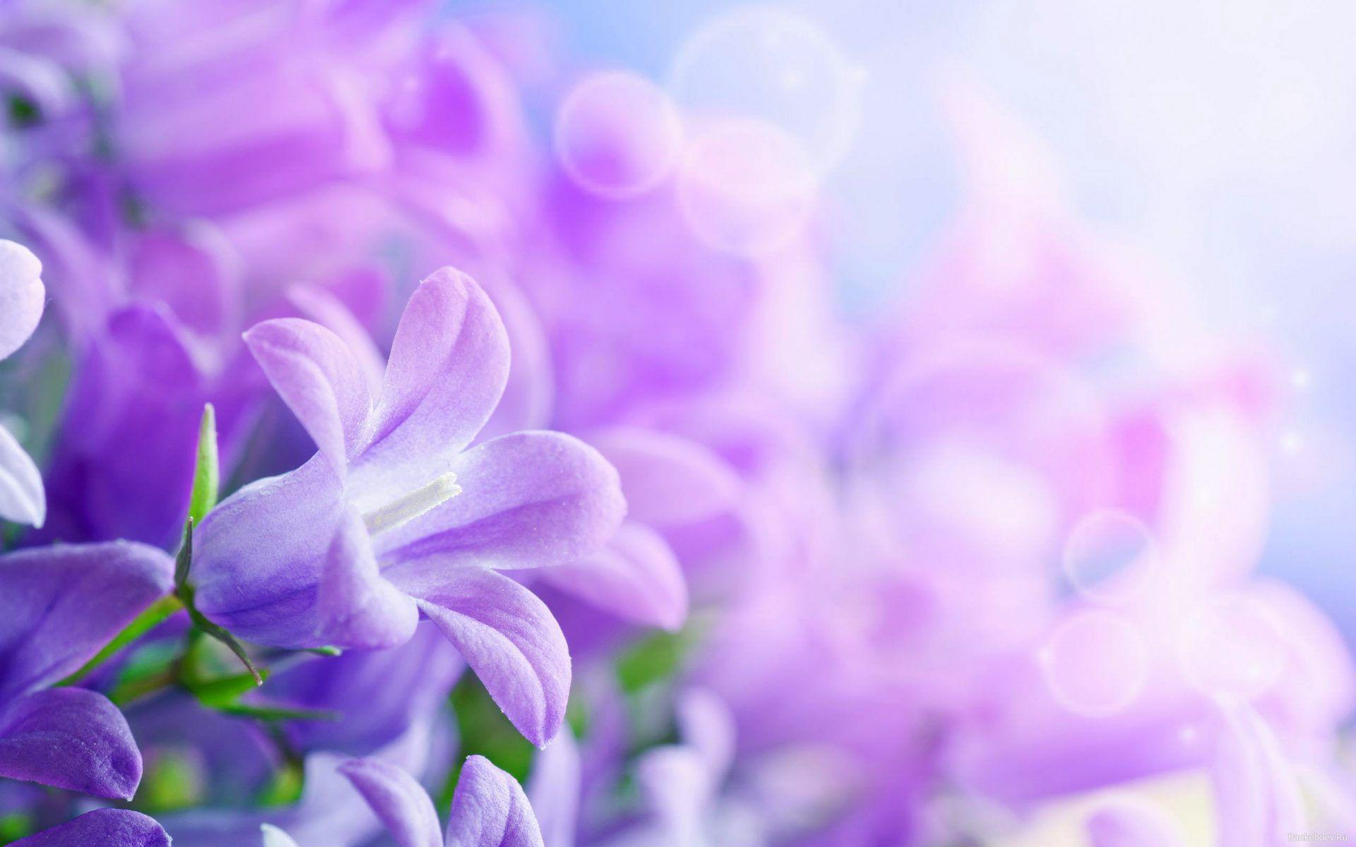 1920x1200 Purple Flowers Desktop Wallpaper HD 5200x3250 :