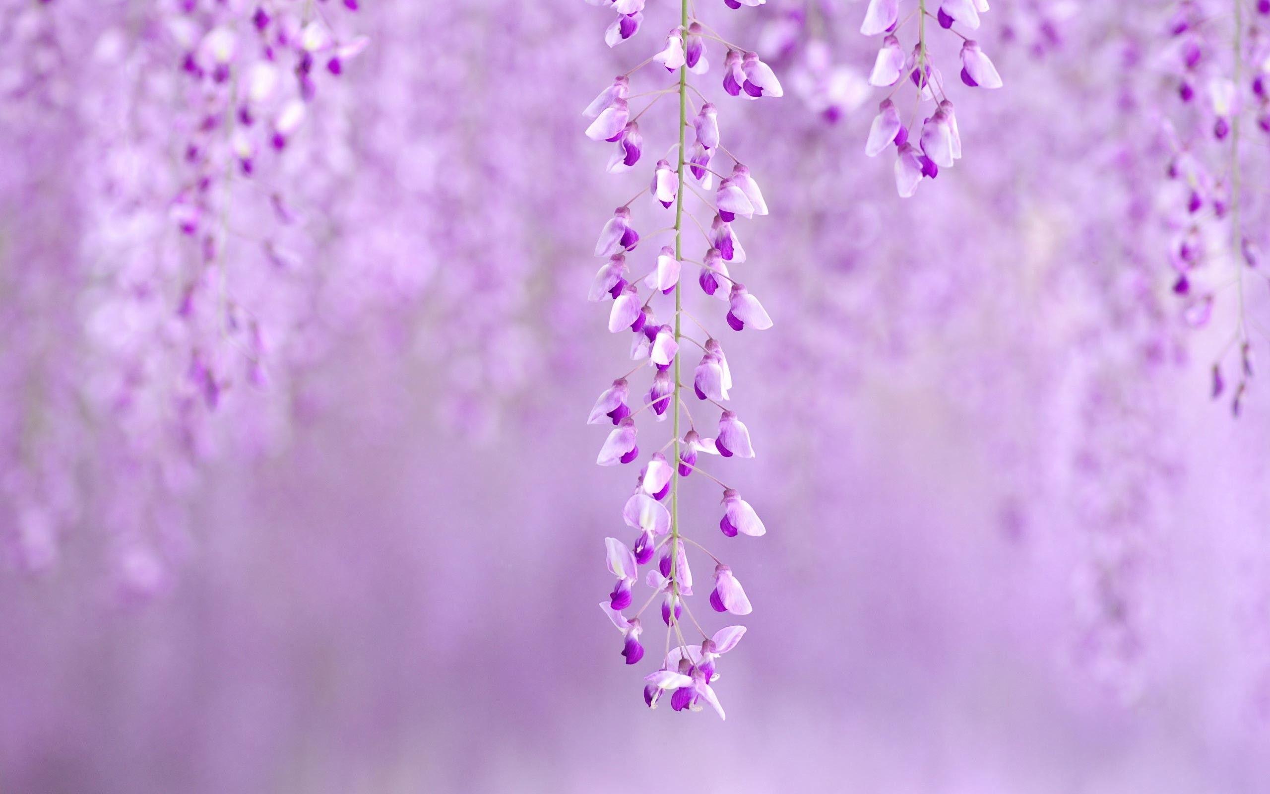 2560x1600 Purple Flower Background