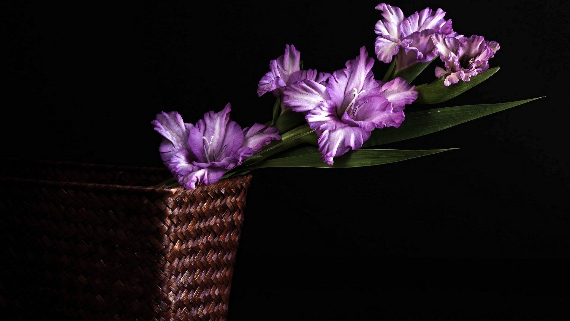 1920x1080 Download full HD Purple Flower desktop wallpaper for free
