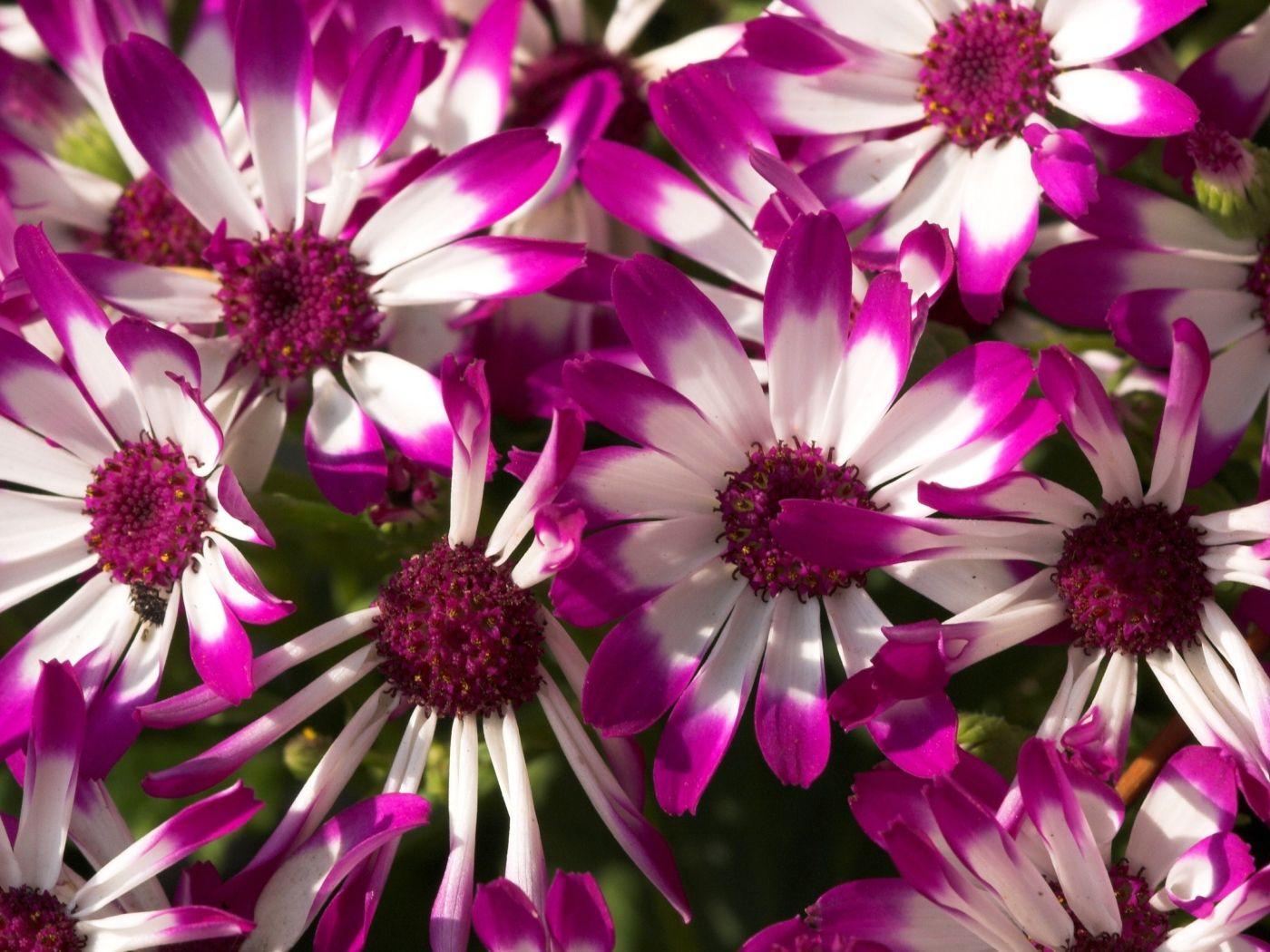 1400x1050 Beautiful purple flowers Desktop wallpaper 1400x1050