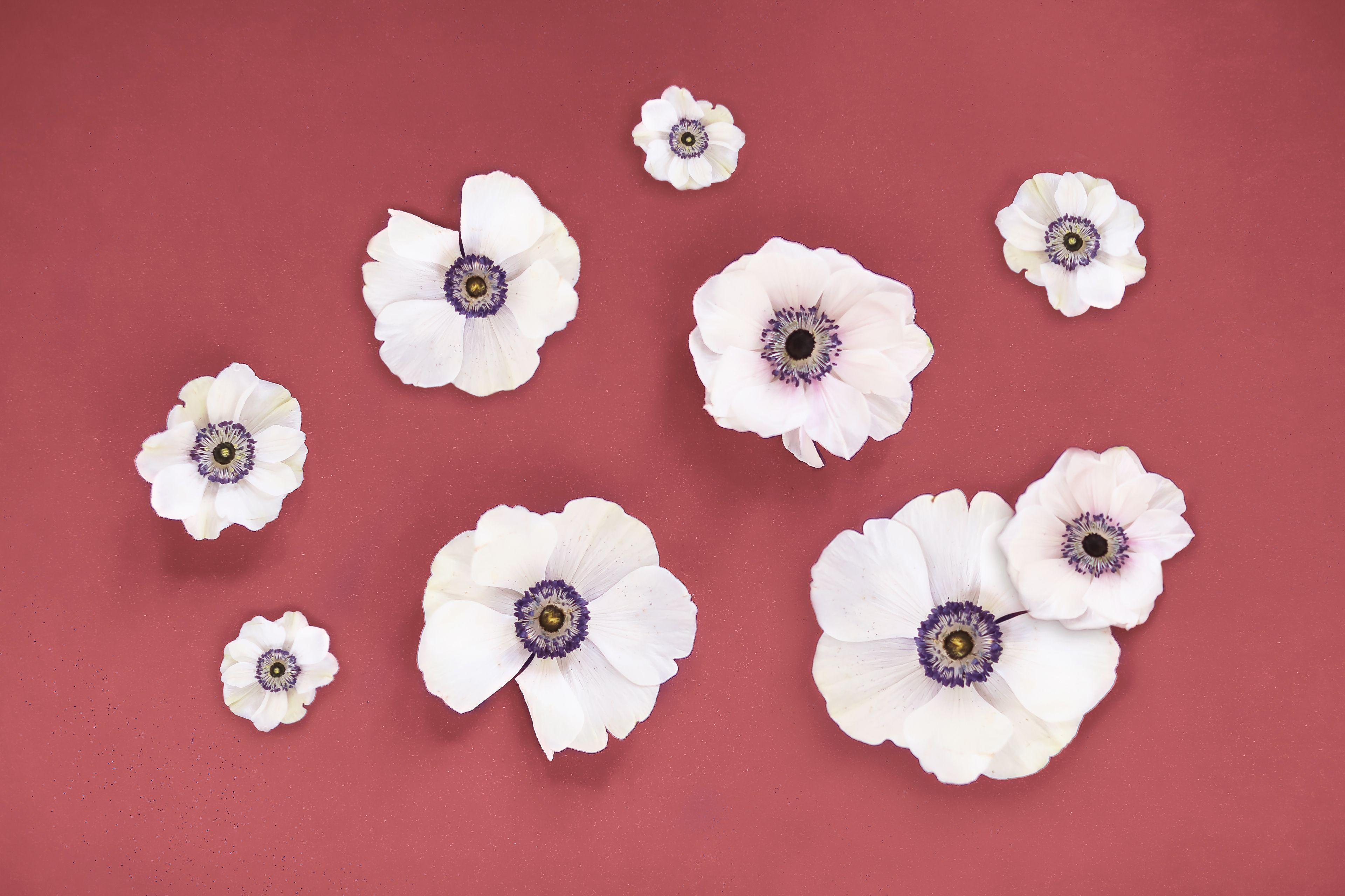 3840x2560 DIGITAL BLOOMS NOVEMBER 2019. FREE DESKTOP WALLPAPER