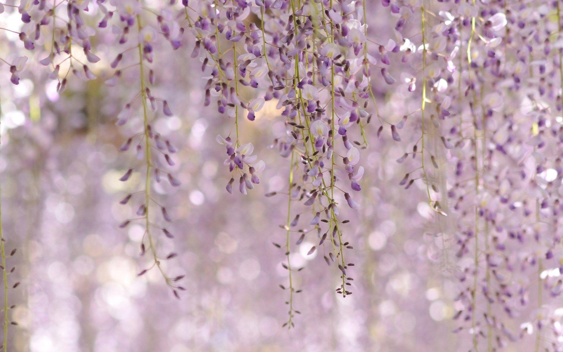 1920x1200 Wisteria Floribunda Royal Purple Flowers Nature Flower