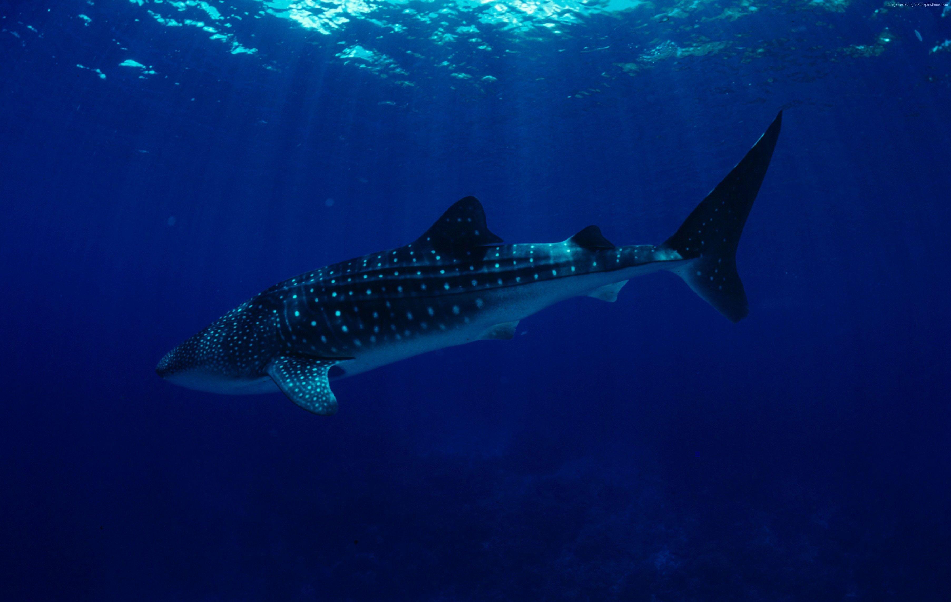 3610x2287 Wallpaper Philippines, South China Sea, Sharks, Whale Sharks