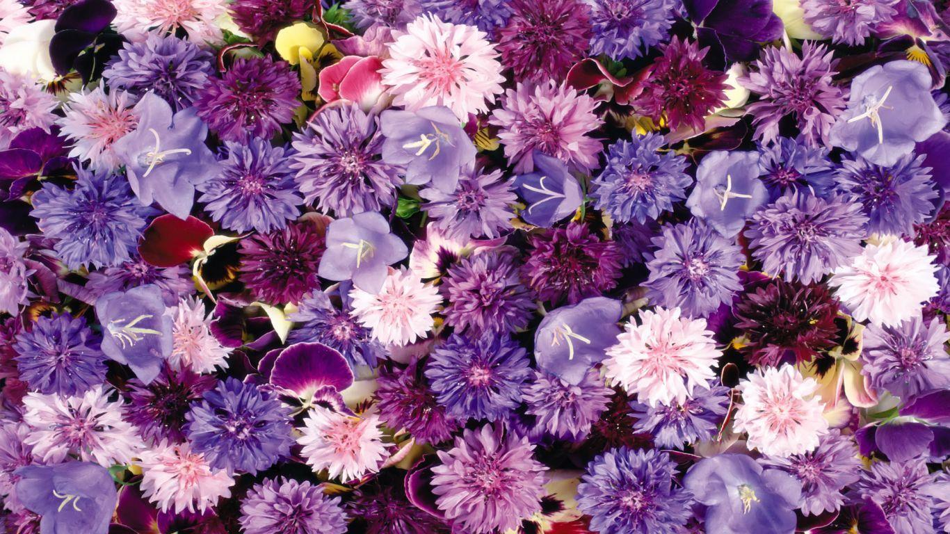 1366x768 Flowers Free Purple Dreamy Flowers Resolution 1366x768