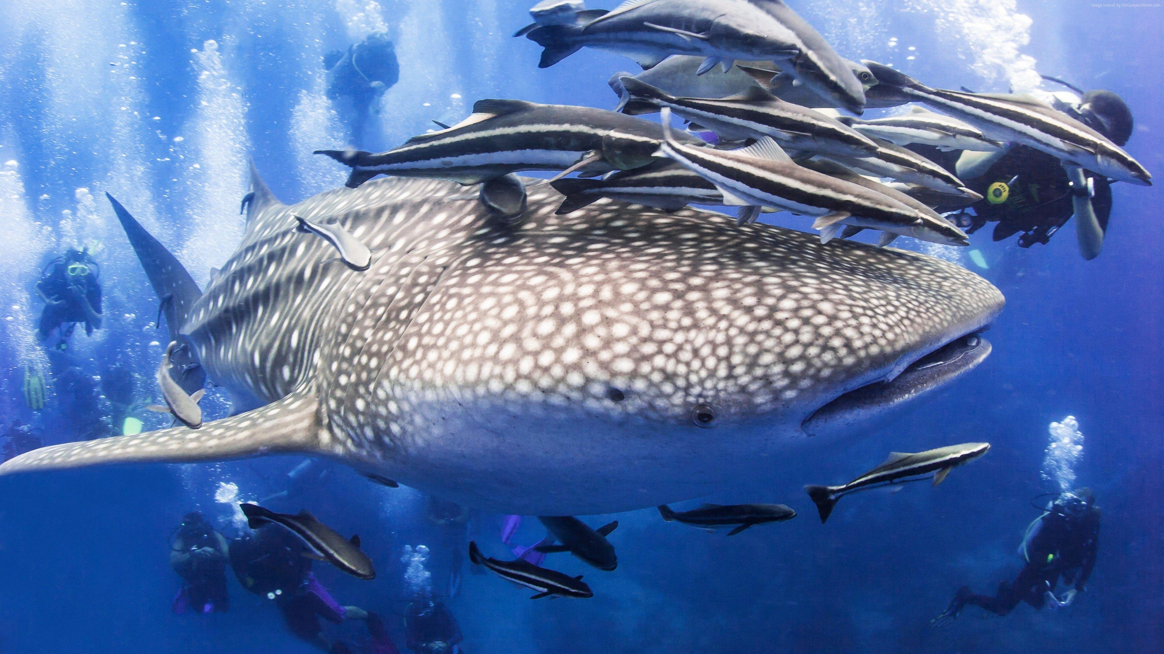 3840x2160 4k Wallpaper Surin Islands Thailand South China Sea Whale Diving
