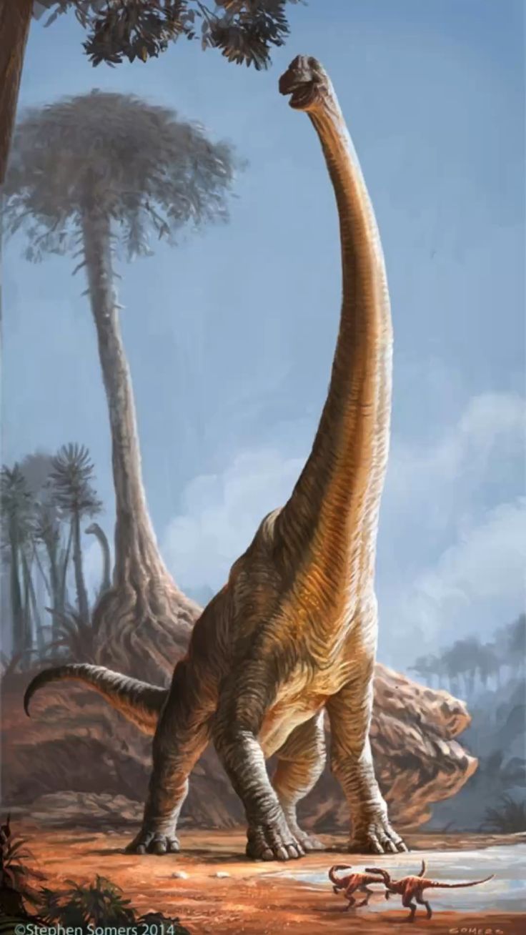 736x1308 Awesomeness