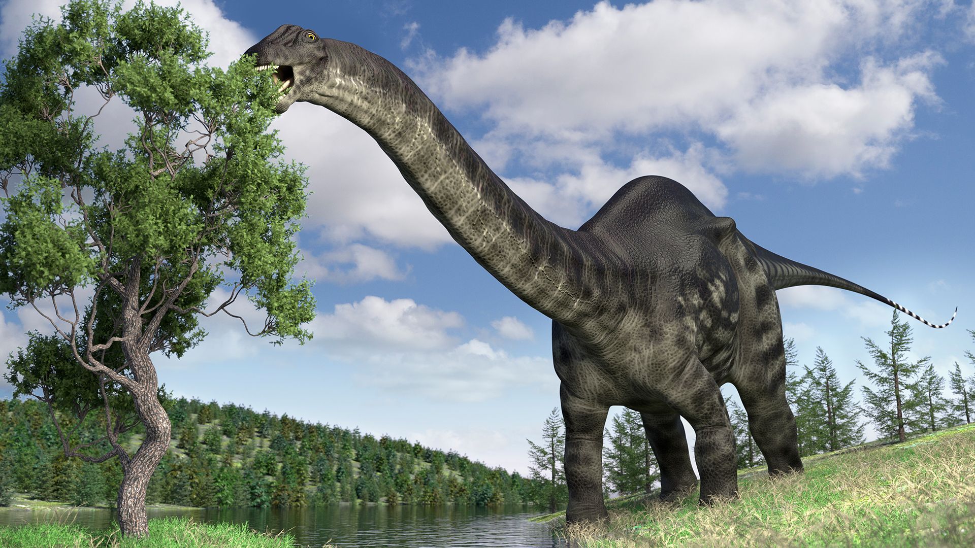 1920x1080 Why was the name 'Brontosaurus' brought back from the dead?