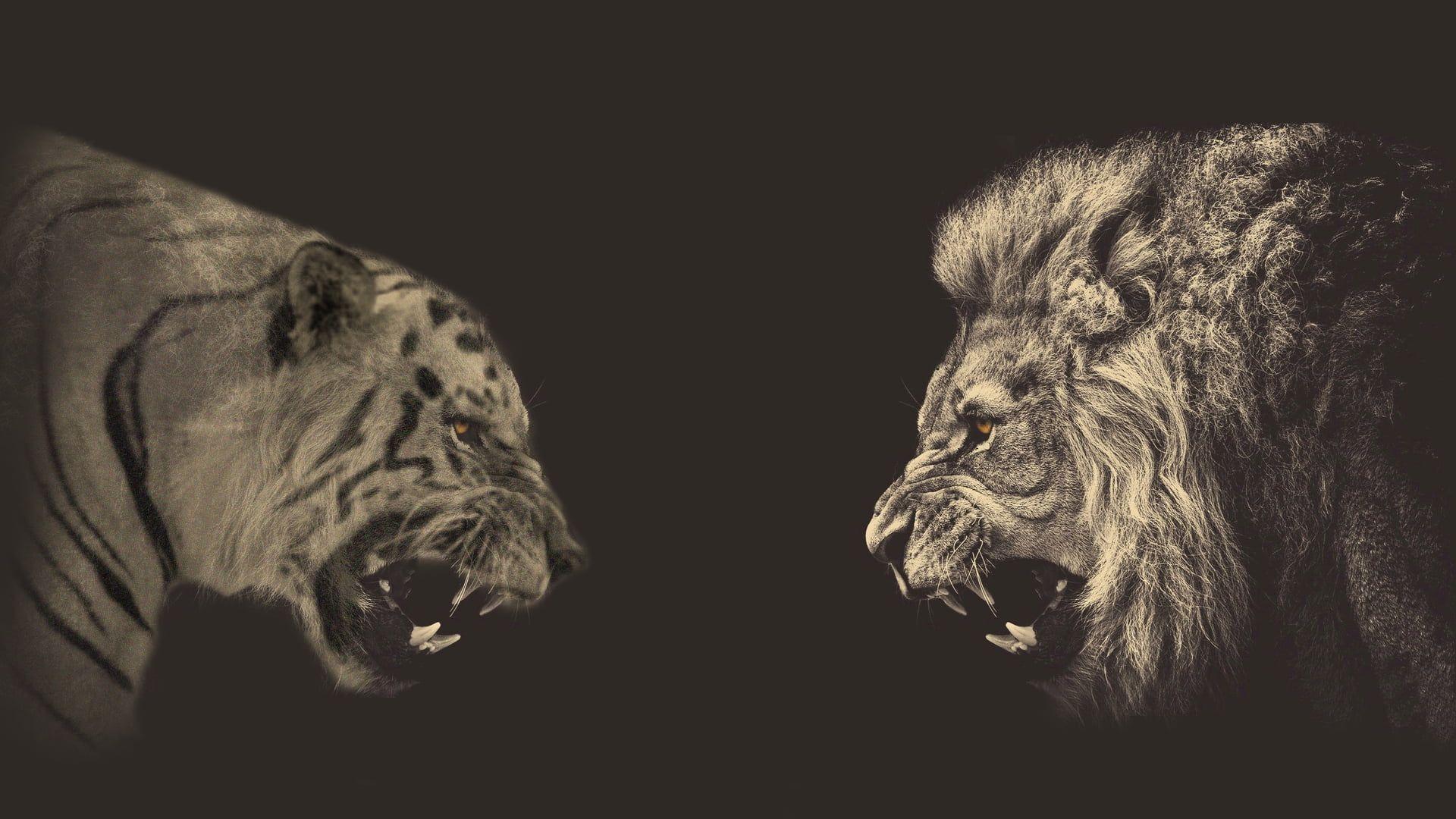 1920x1080 tiger face wallpaper HD wallpaper