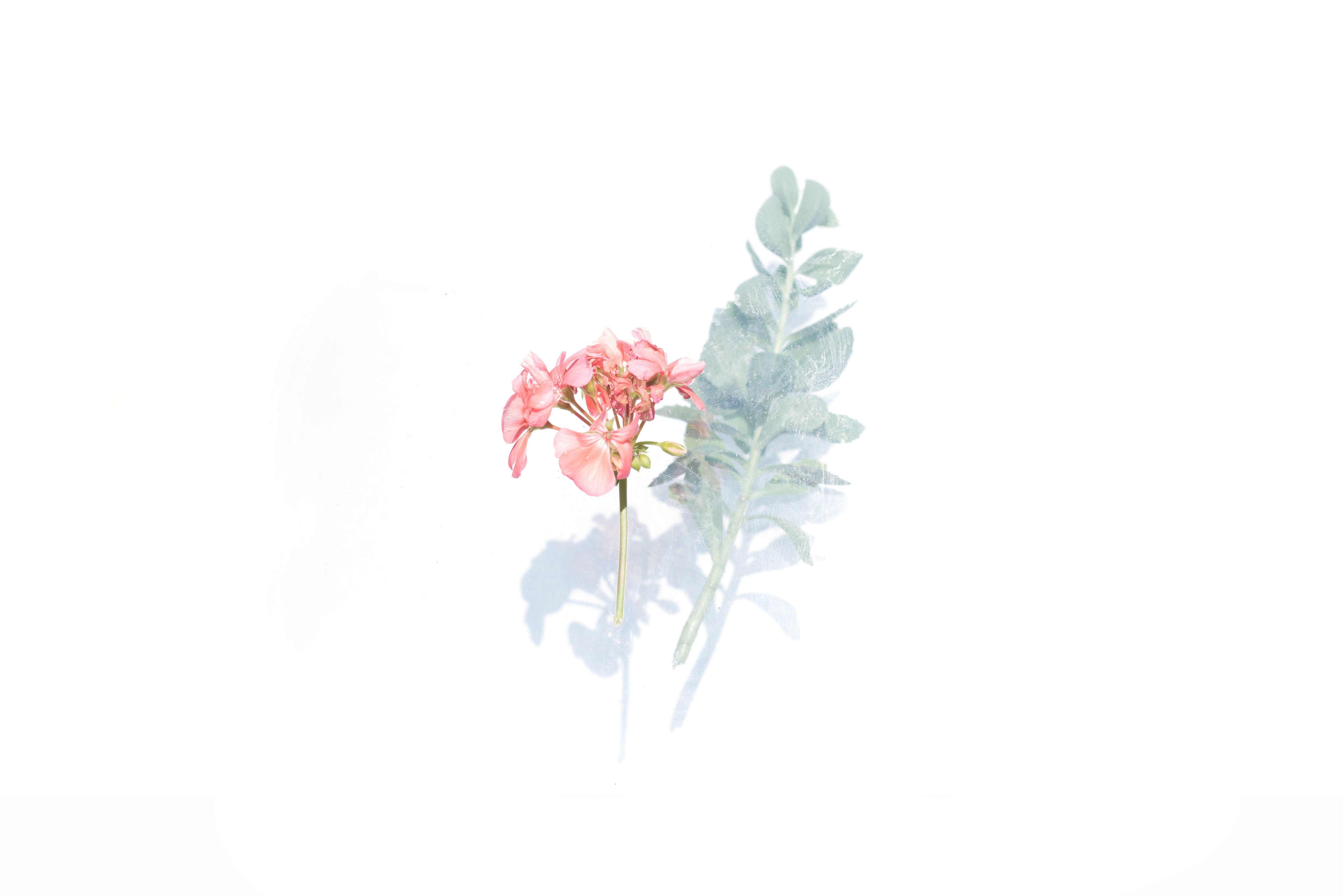 Minimalist Floral Desktop Wallpaper