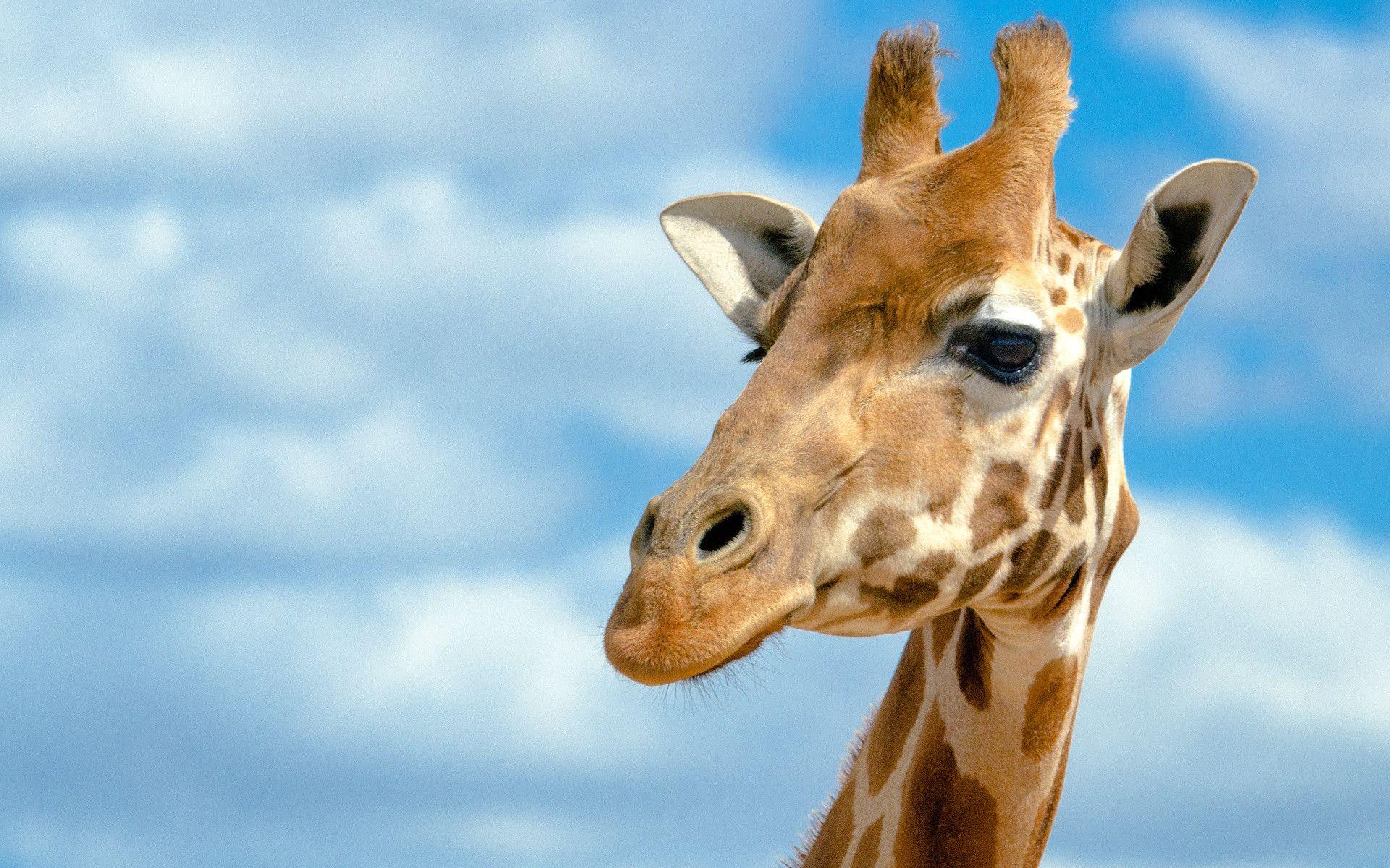 1920x1200 Giraffe Wallpaper: HD, 4K, 5K for PC and Mobile. Download