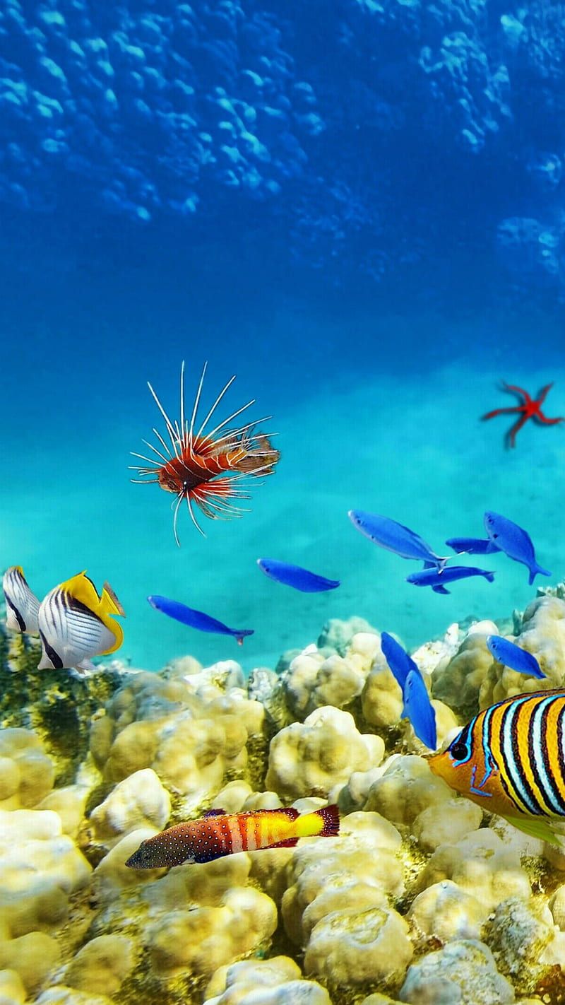 800x1422 HD marine reef fish wallpaper