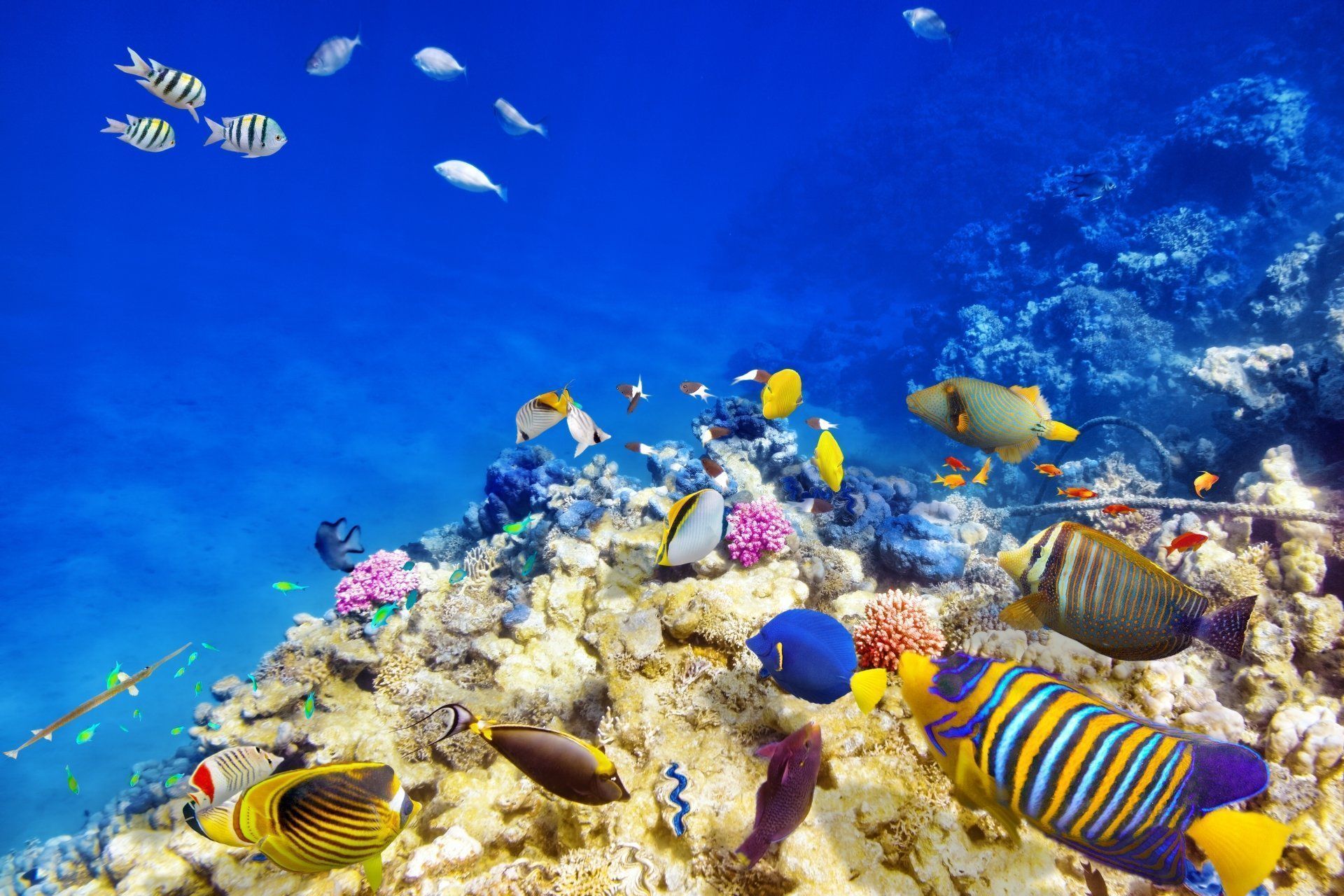 1920x1280 5K Ultra HD: Vibrant Underwater Reef of Tropical Fish