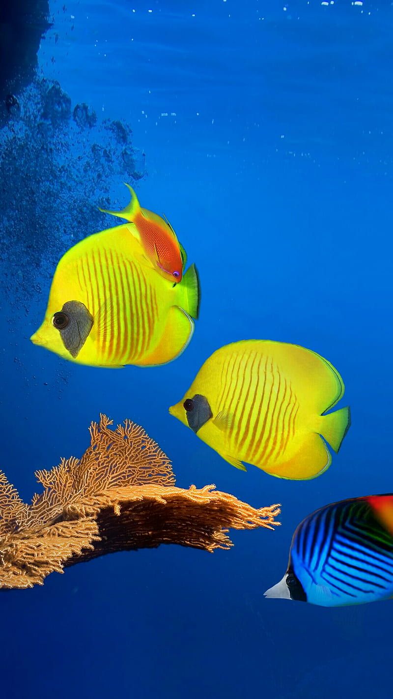 800x1422 Fish, abstract, blue, ocean, HD phone wallpaper