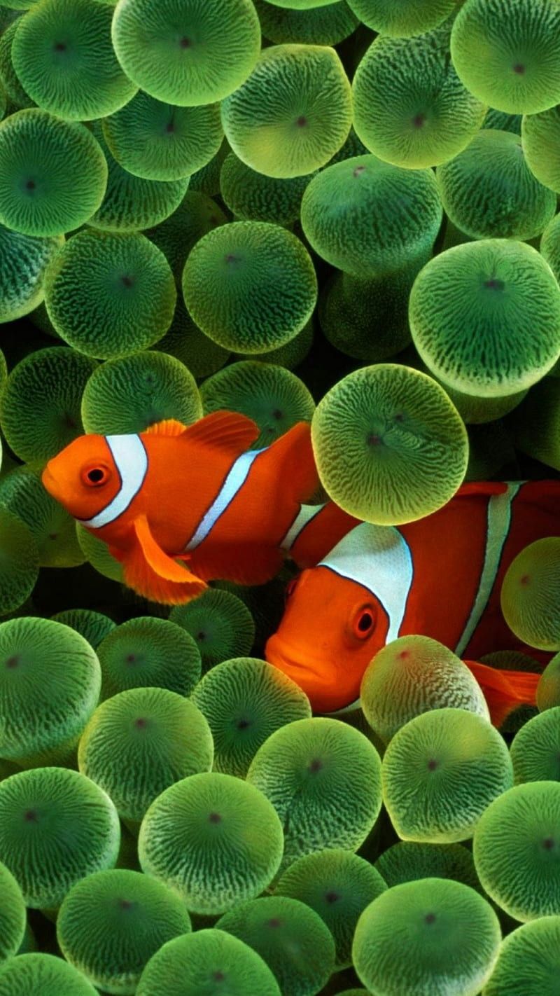 800x1422 Clown Fish, 2g, clown, fish, green, ios, iphone, life, marine, nature, underwater, HD phone wallpaper
