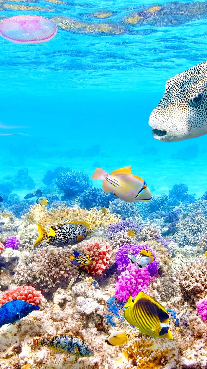 800x1422 Ocean, fish, life, marine, sea, water, HD phone wallpaper