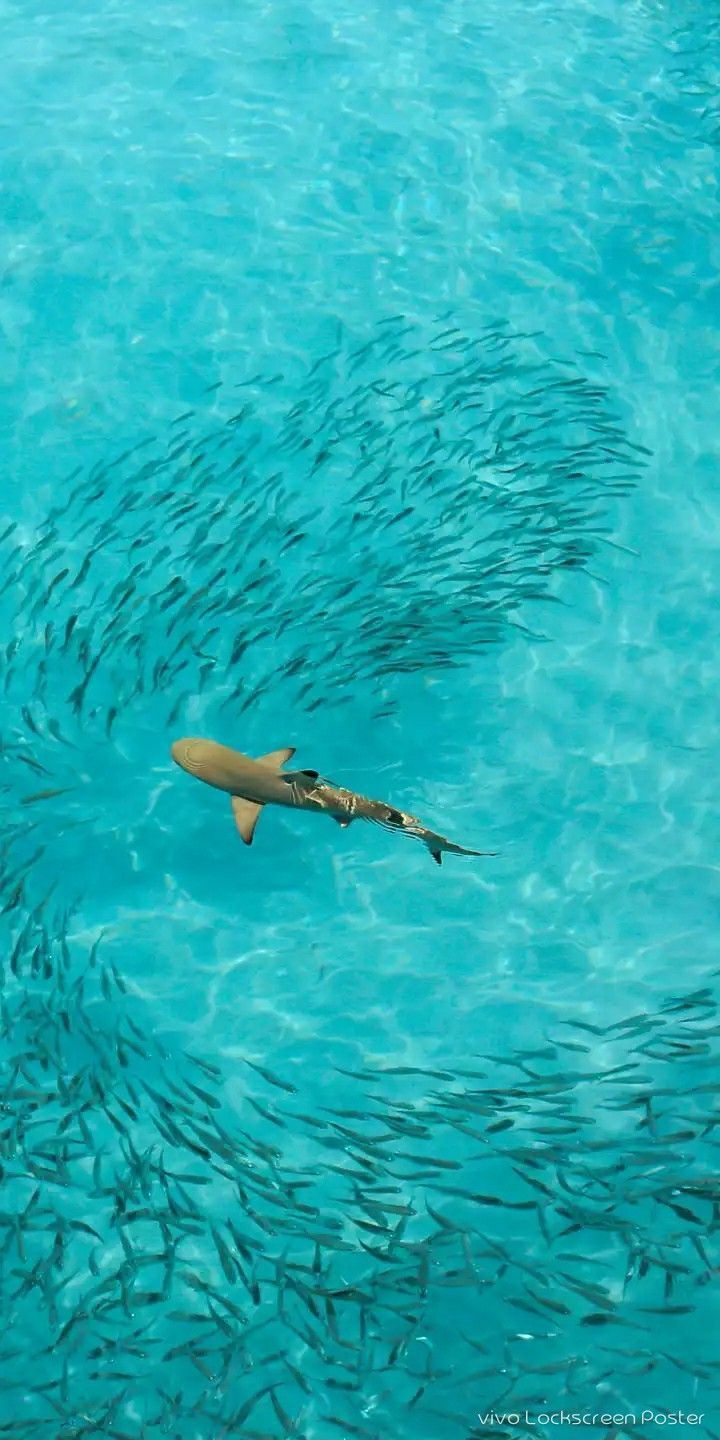 720x1440 Underwater Kingdom: Stunning Marine Life Wallpaper