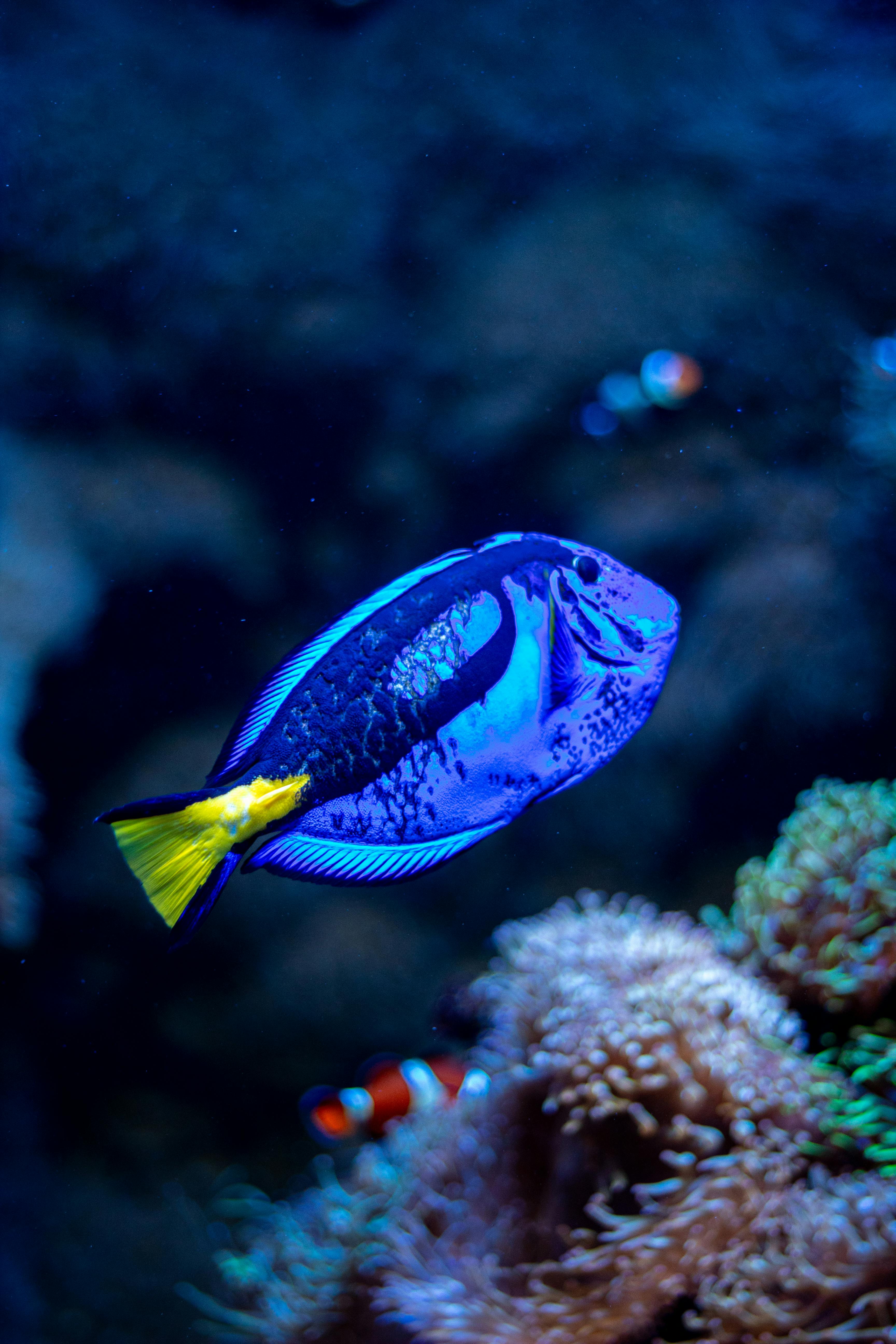 3456x5184 Vibrant Blue Tang Fish in Underwater Scene · Free