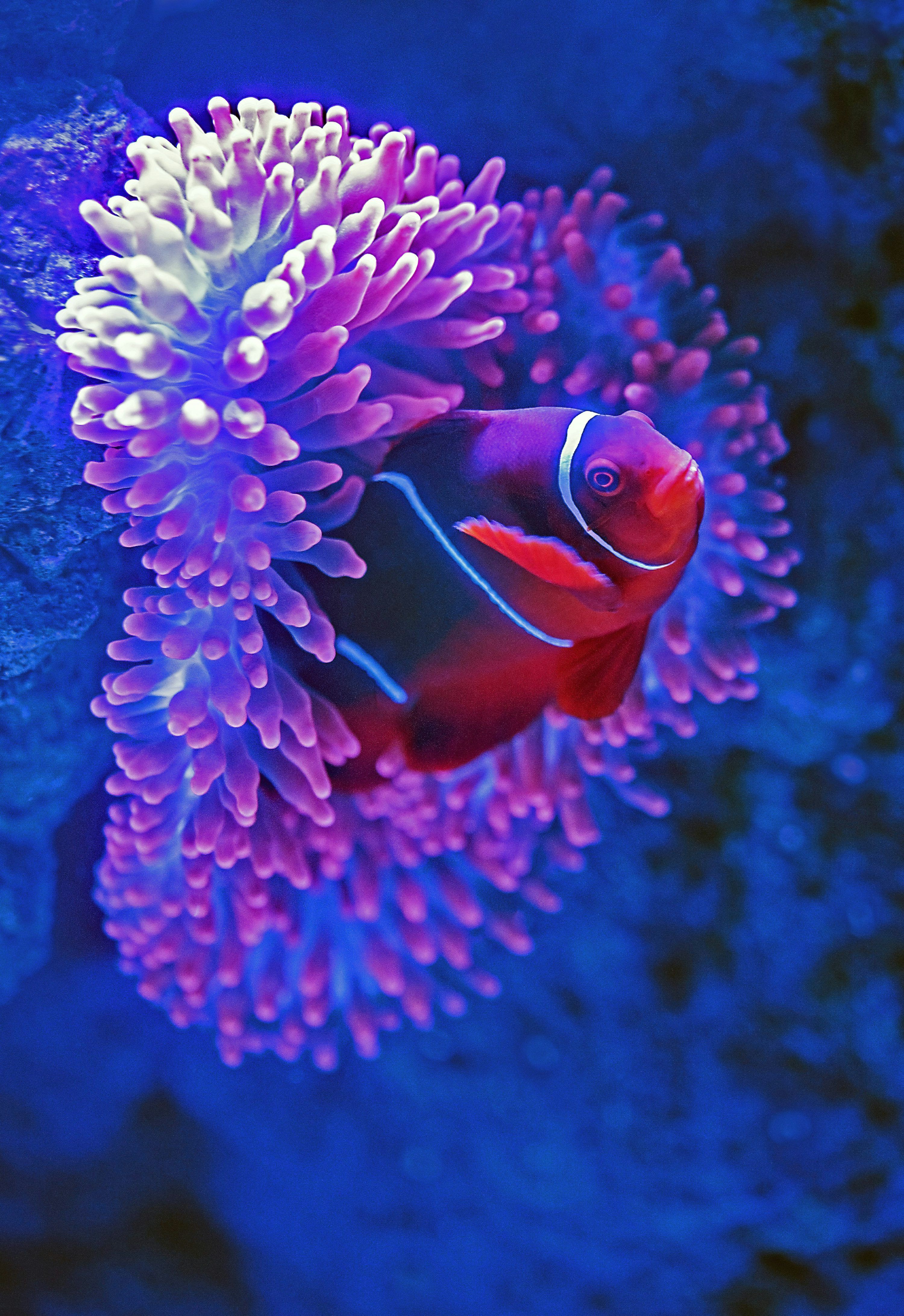 3000x4365 Fish Background Image: Download HD Background