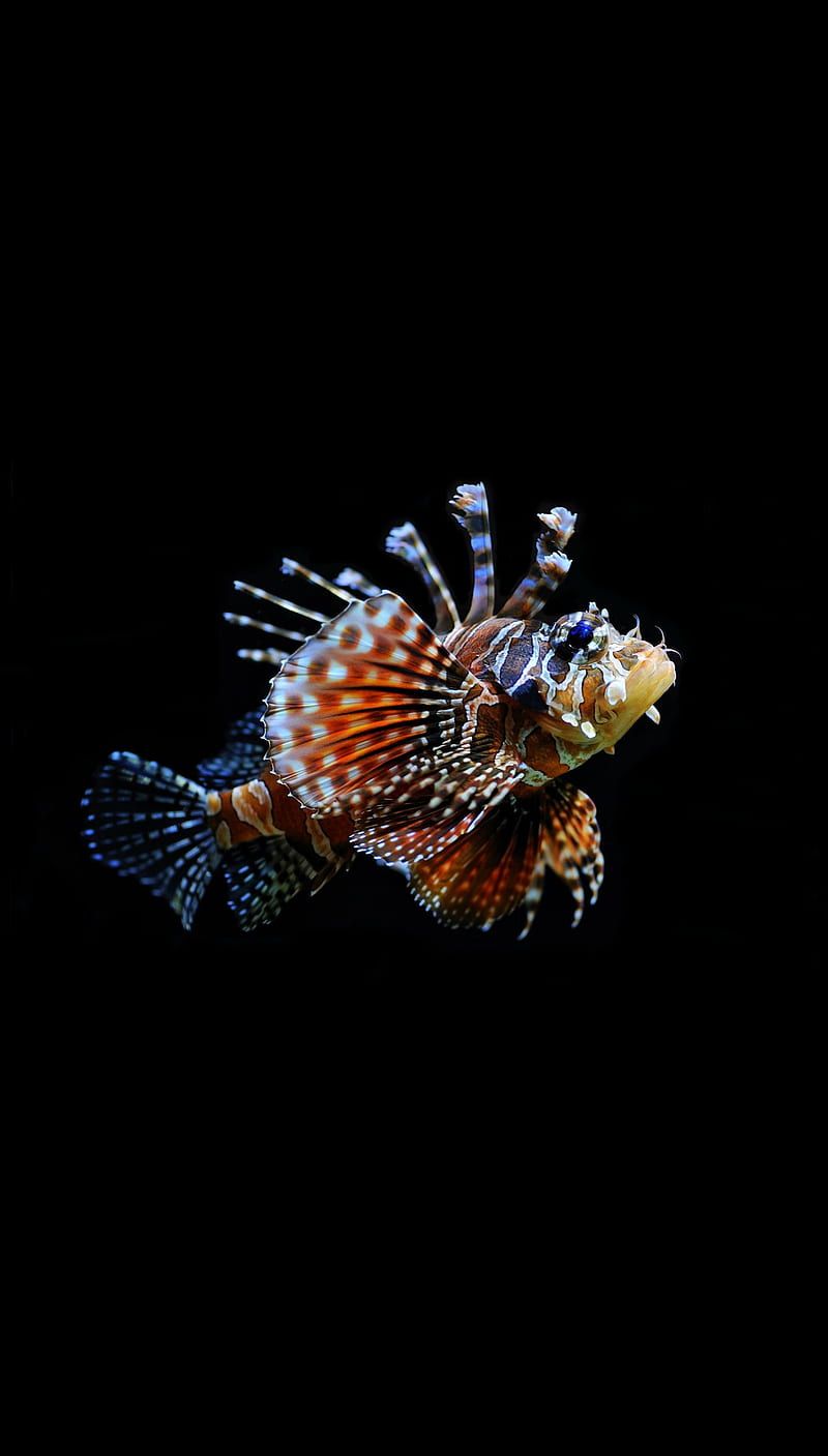 800x1407 Firefish, fish, aquarium, marine, life, nice, black, background, HD phone wallpaper