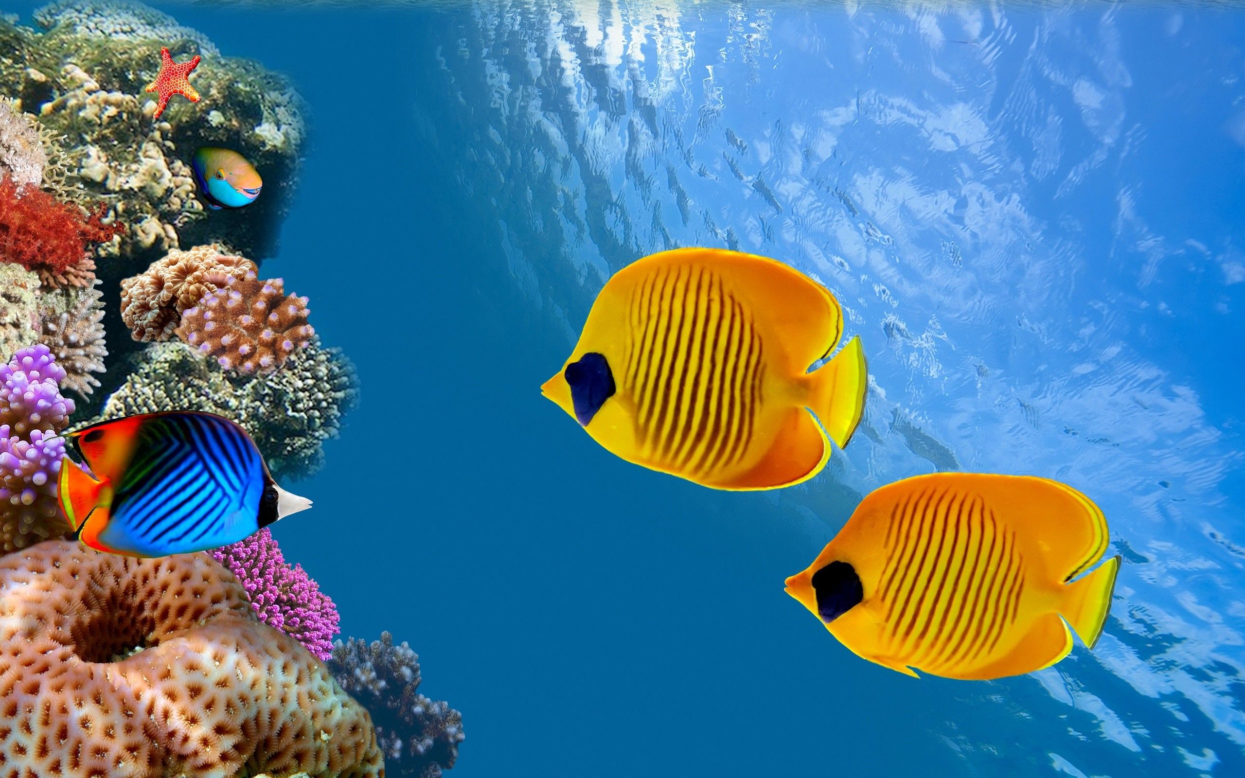 2560x1600 Fish Underwater Thailand Ocean Wallpaper 00429