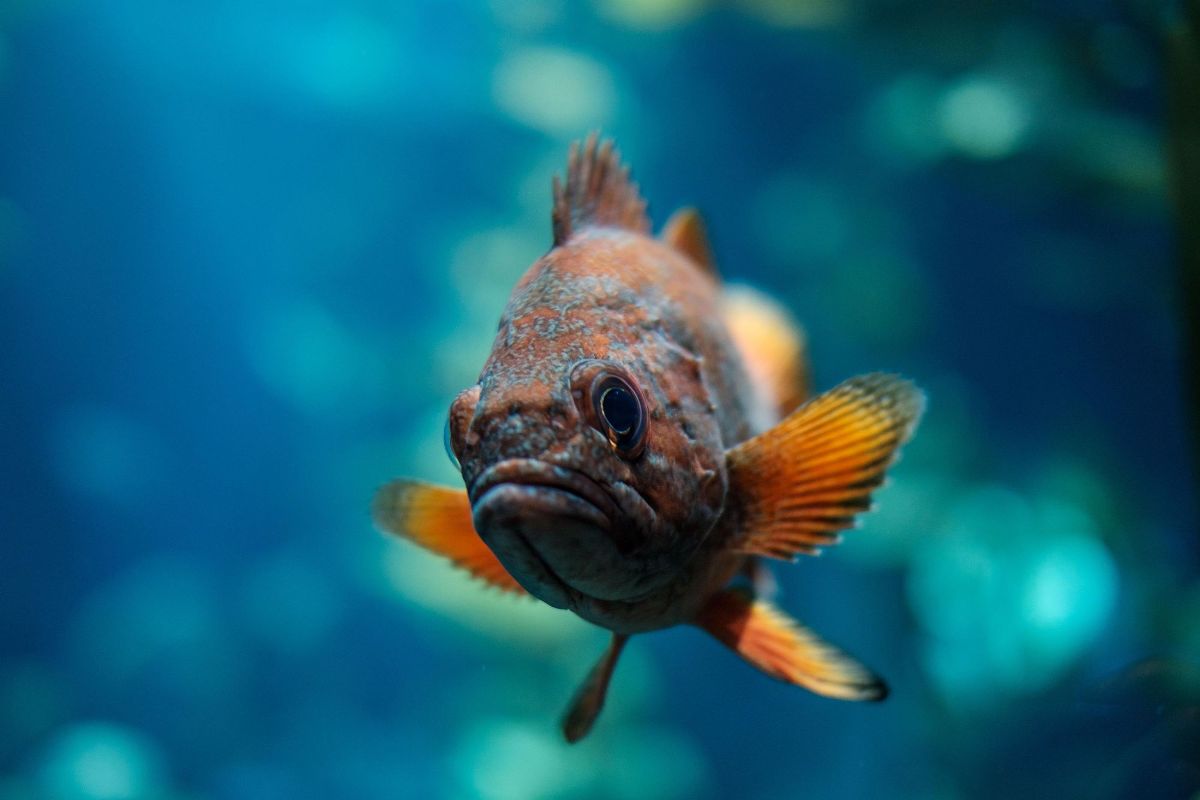 1200x800 From Sea Life in Wallpaper Wizard
