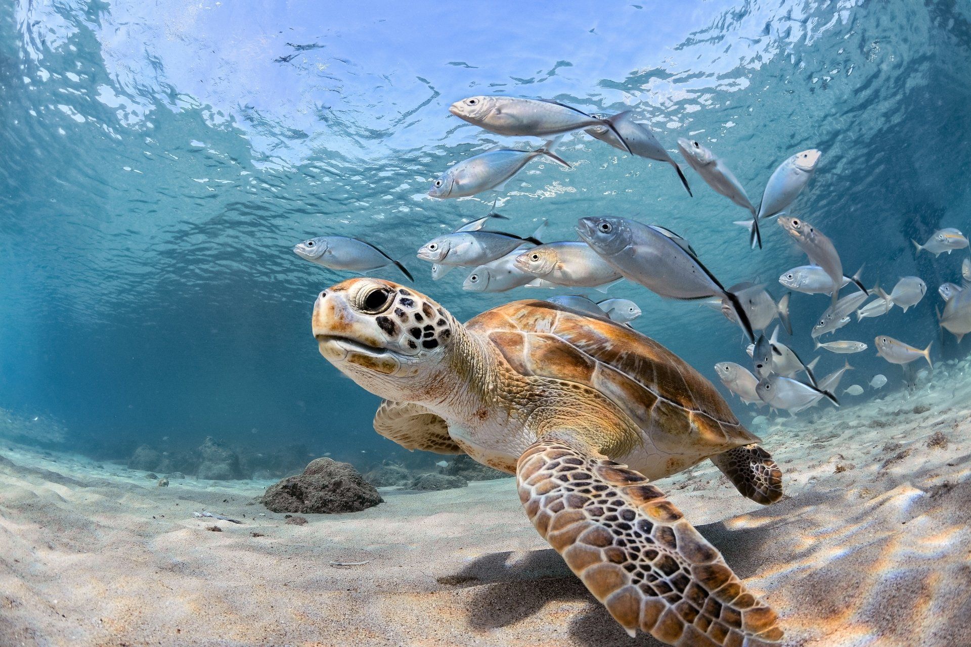 1920x1280 Vibrant Underwater World: Sea Turtle & Fish HD Wallpaper