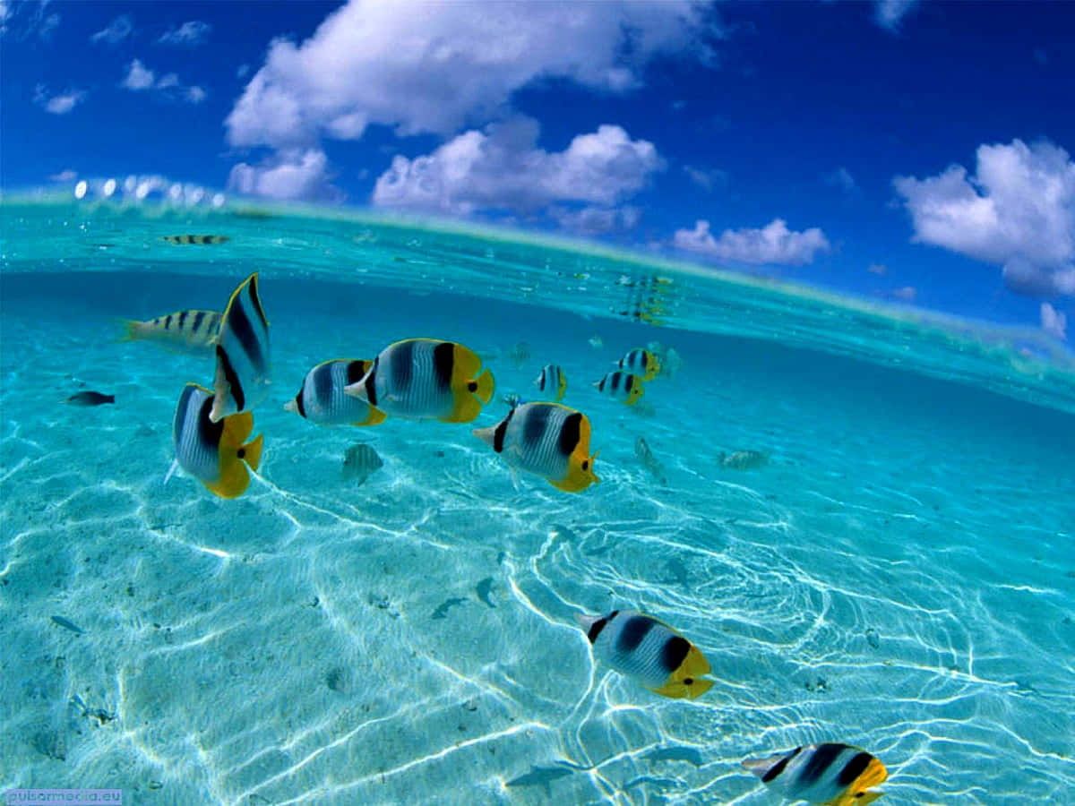 1200x900 Marine Life Wallpaper