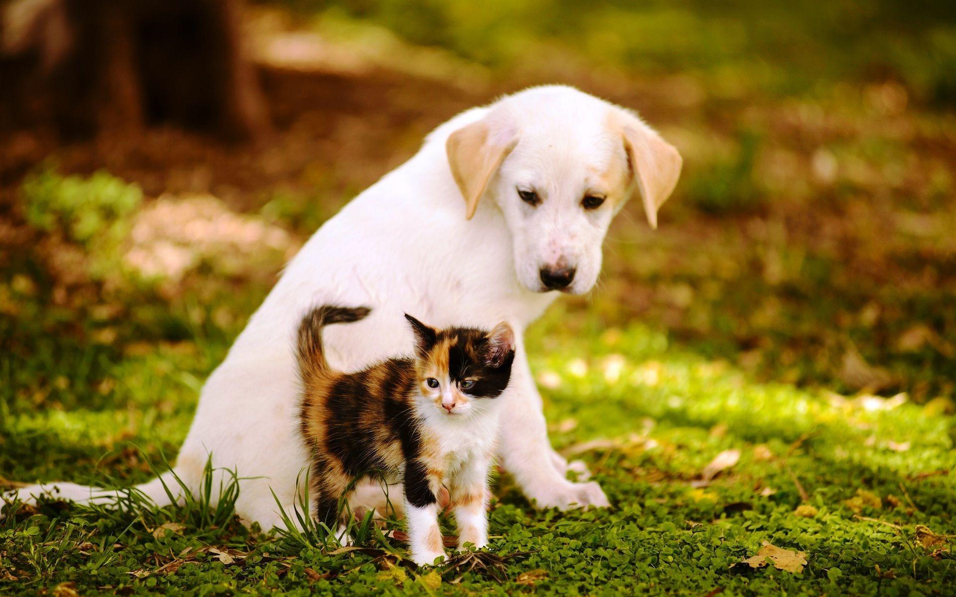 1920x1200 Free download Cute Baby Dogs And Cats [1920x1200] for your Desktop