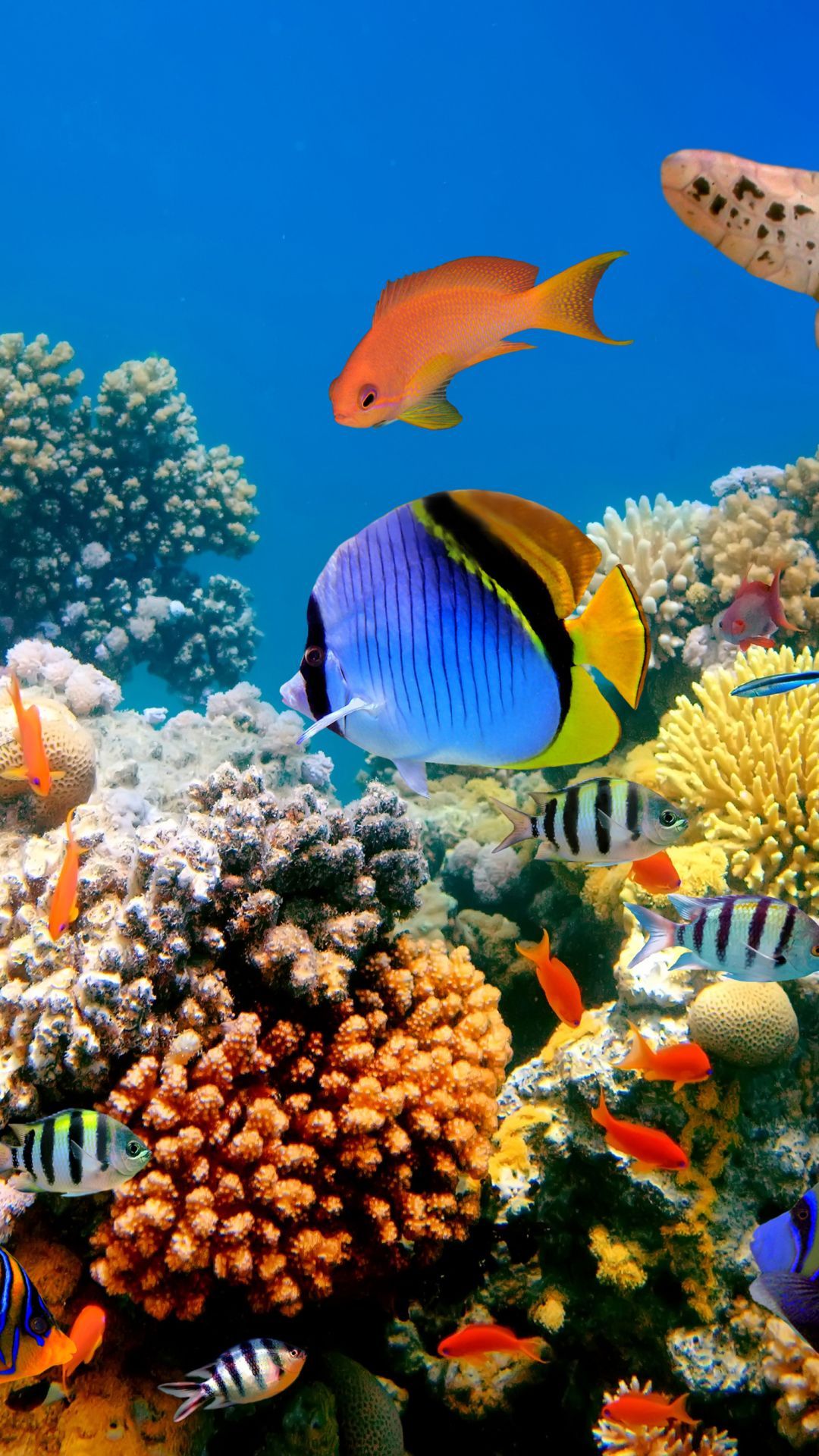 1080x1920 Phone wallpaper: Fishes, Underwater, Coral Reef, Fish, Turtle, Animal 349096