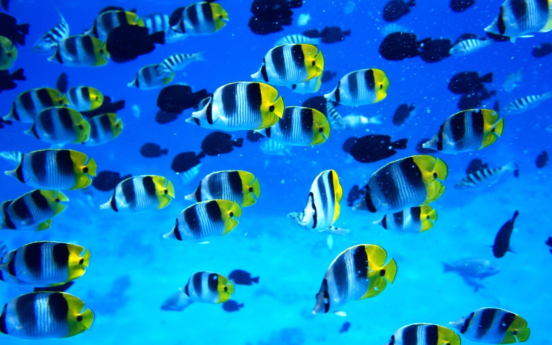 1920x1200 fish, Fishes, Underwater, Ocean, Sea, Sealife, Nature Wallpaper HD / Desktop and Mobile Background