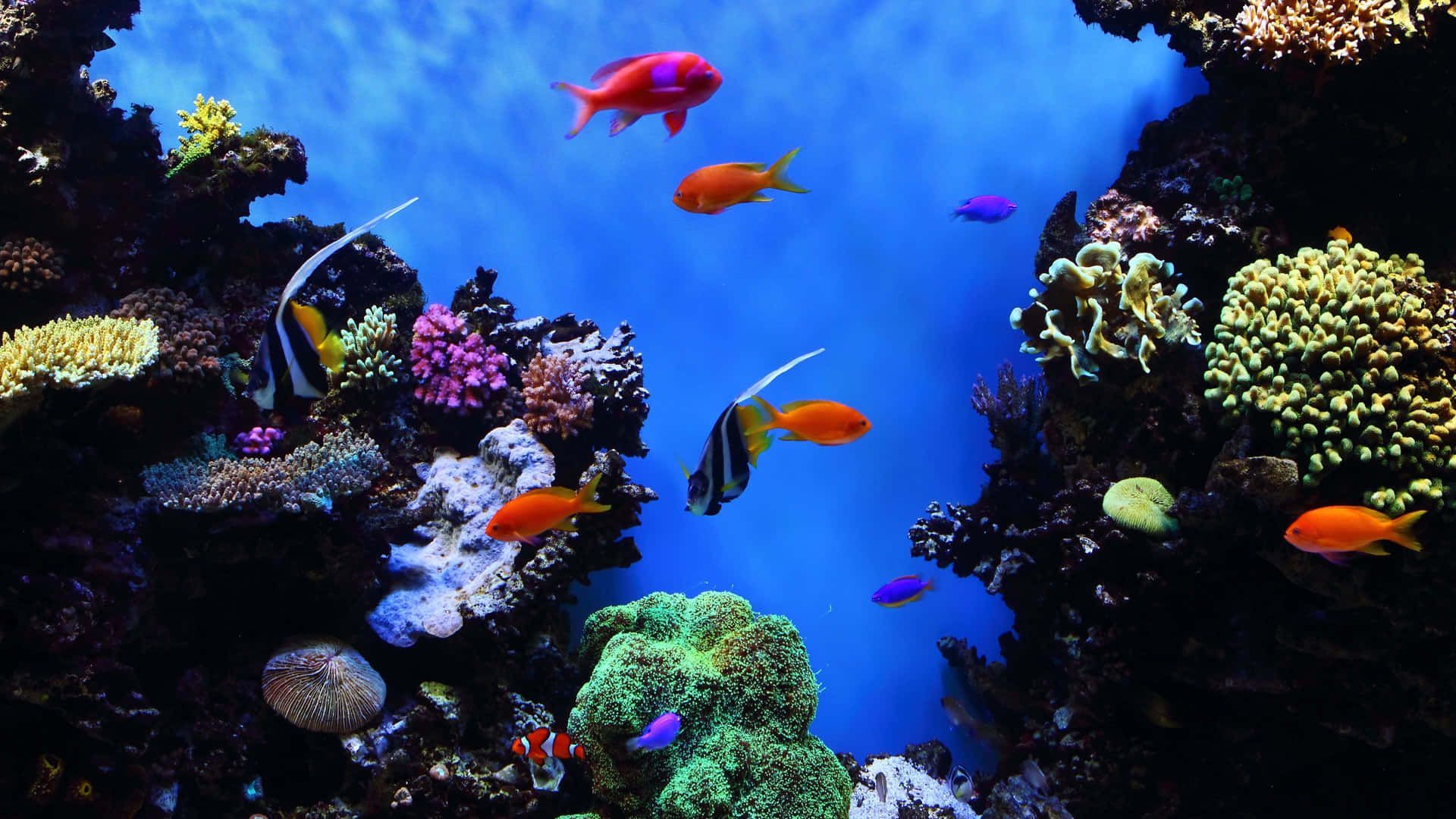 1920x1080 Download 4K Fish Featuring Various Species Underwater Wallpaper