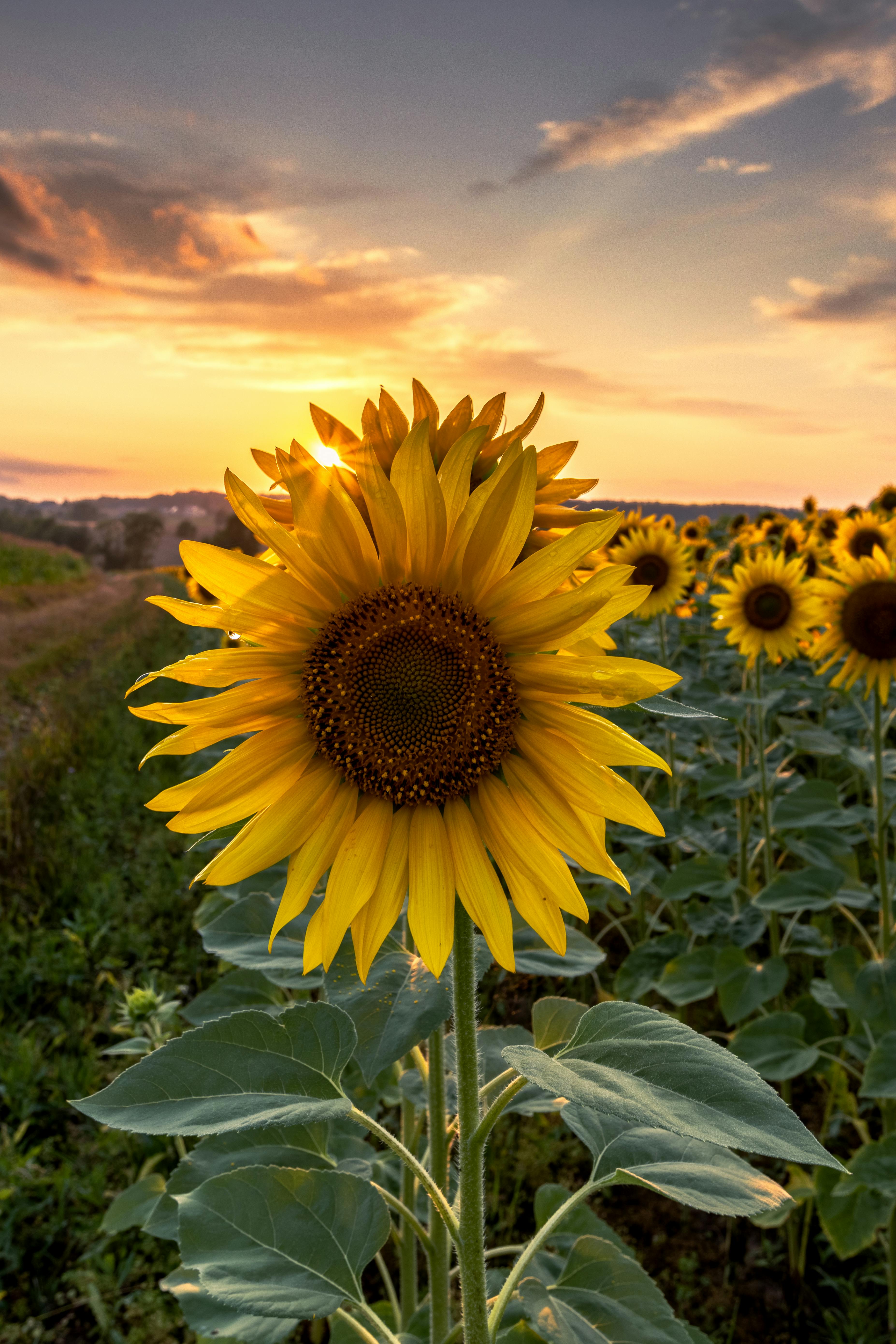 3708x5562 Sunflower Field Illuminated by a Vibrant Sunset · Free