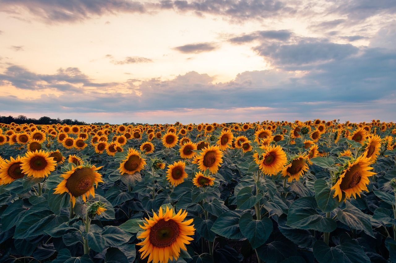 1280x853 Flowers Sunflowers Field