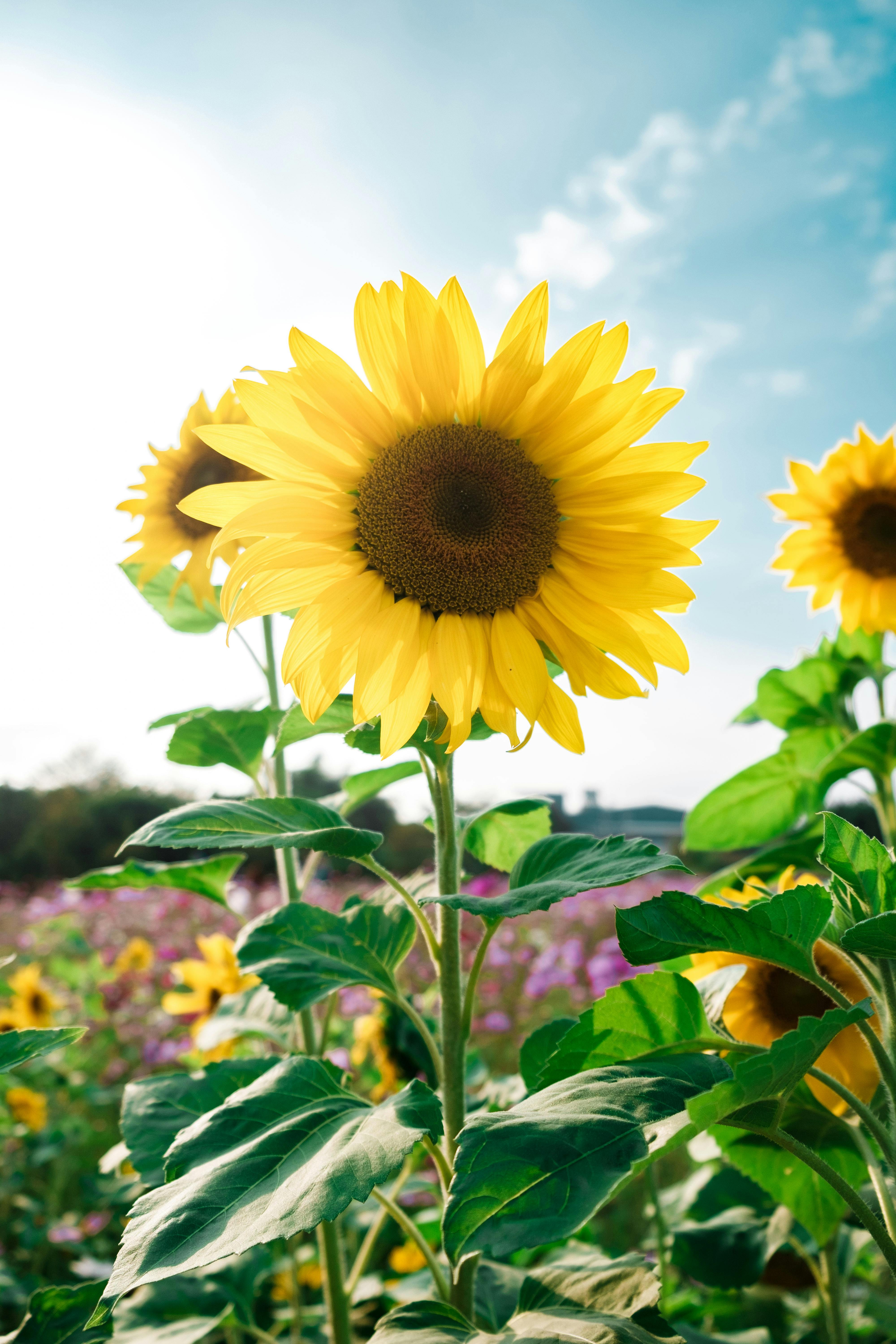 4000x6000 Sunflower Garden Photo, Download The BEST Free Sunflower Garden & HD Image