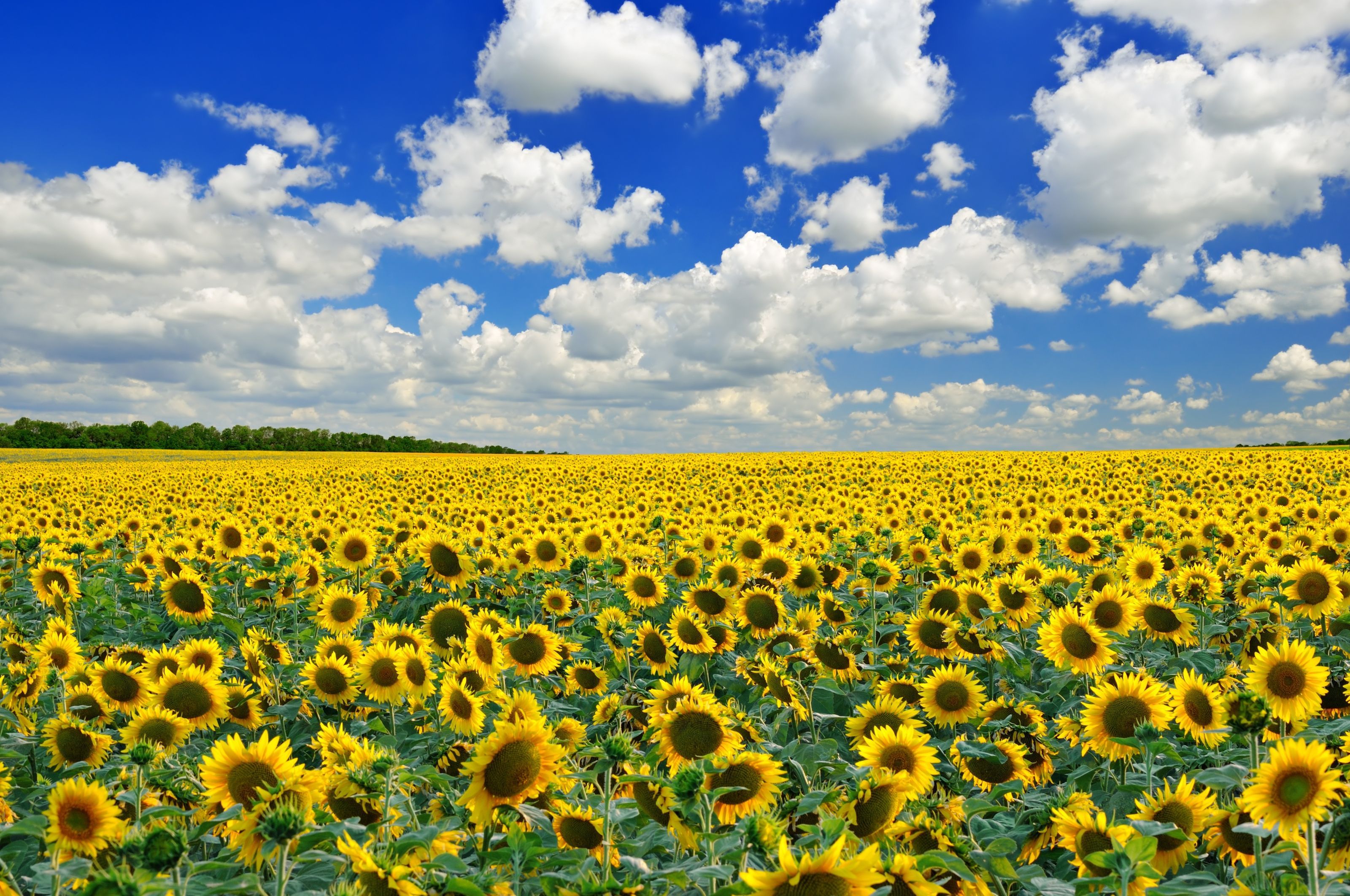 3200x2125 Endless Sunflower Field Wall Mural
