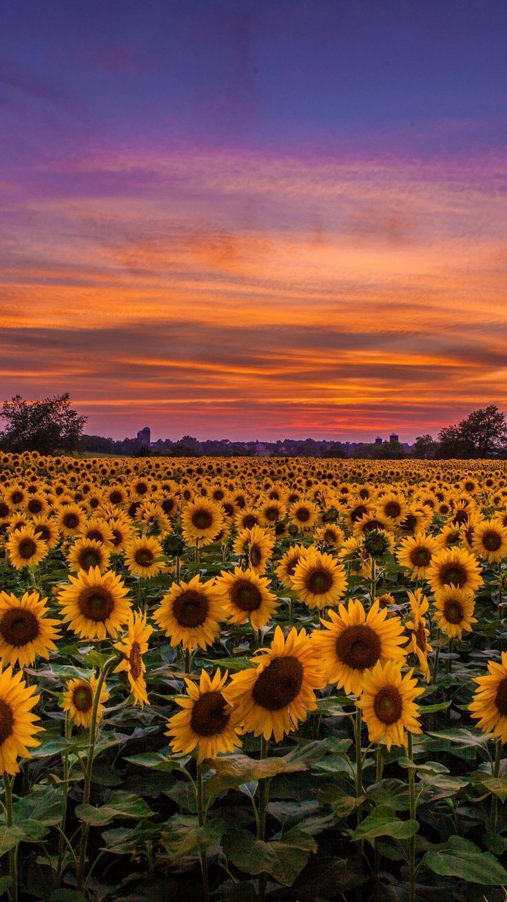 736x1308 Sunflowers Field Sunset Wallpaper - [1080x1920]