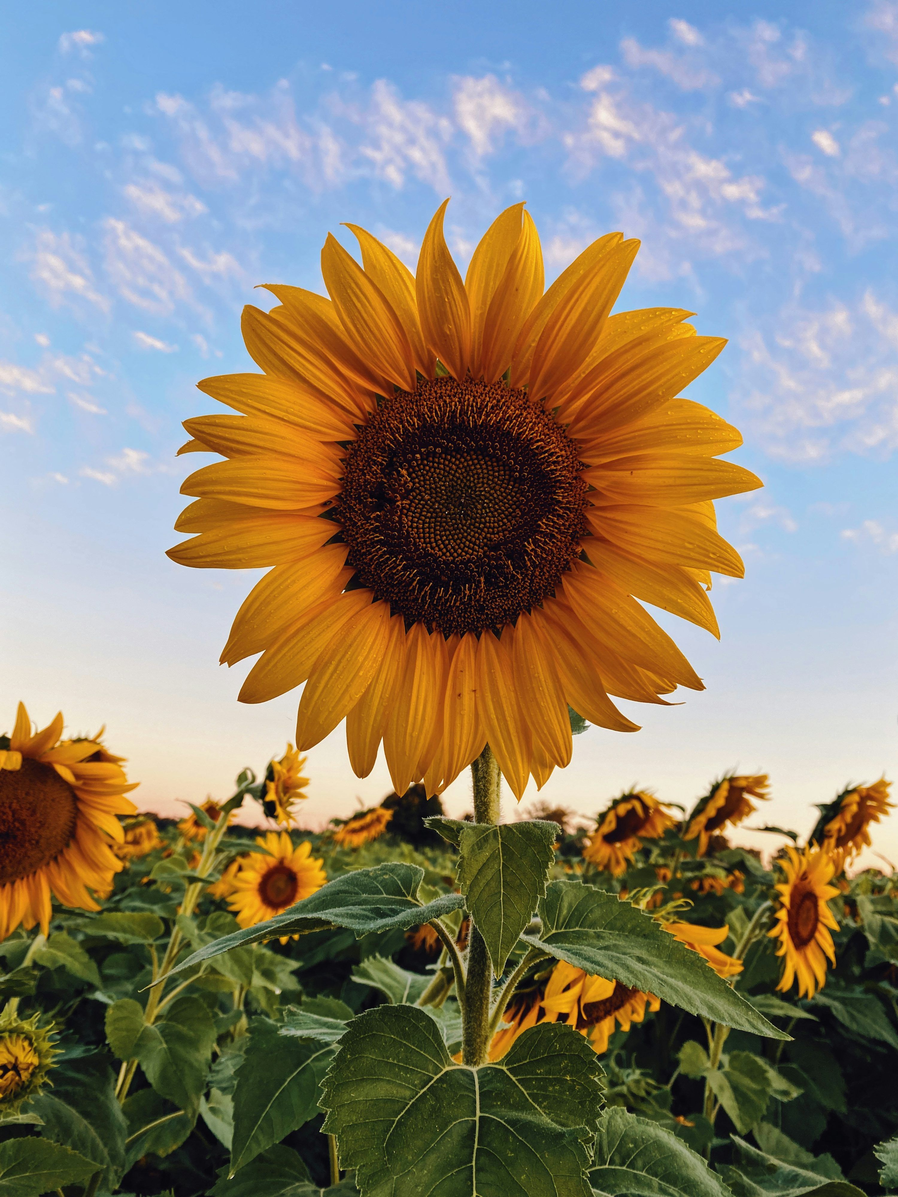3000x4000 Sunflower field under blue sky during daytime photo