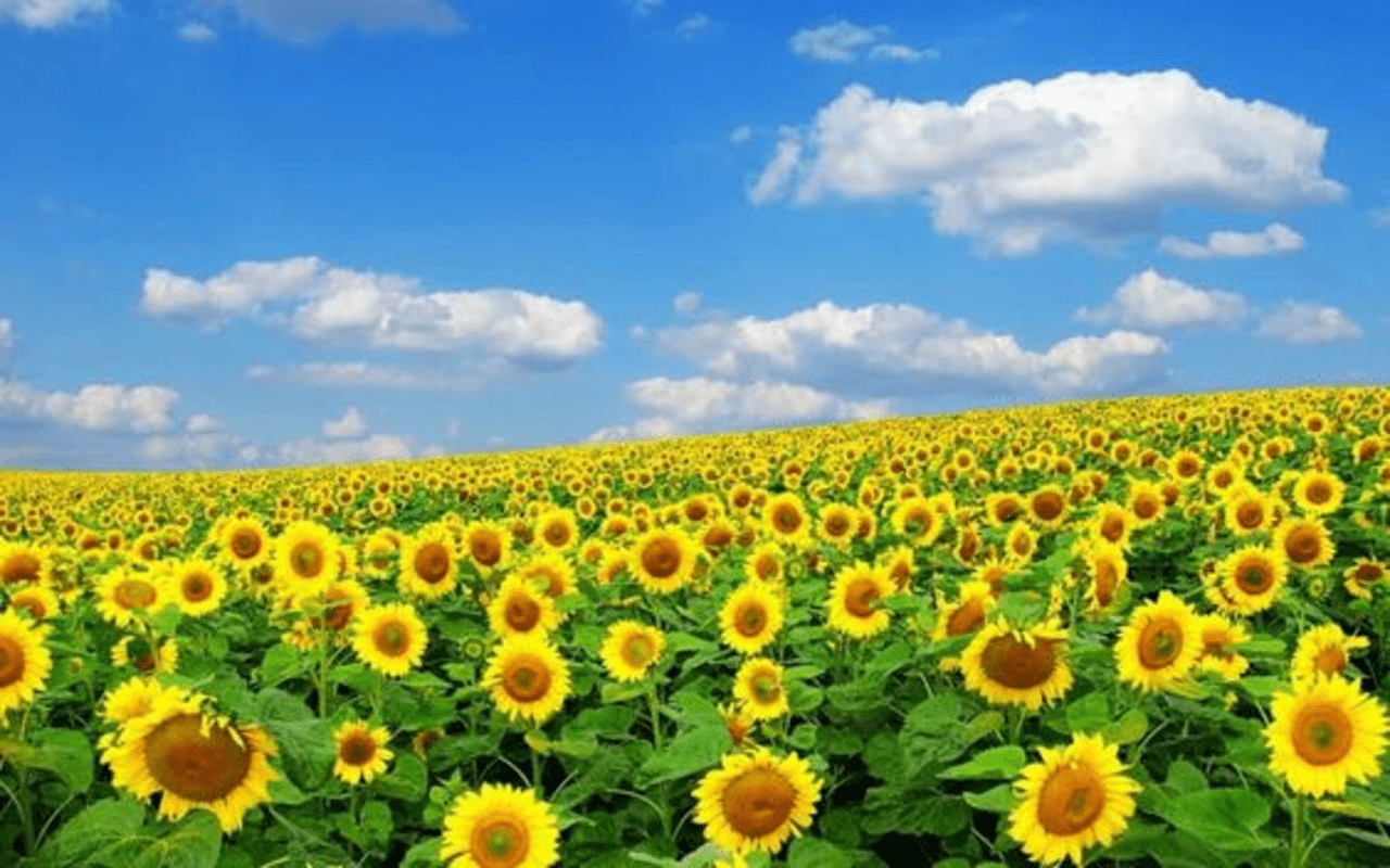 1280x800 Sunflower field wallpaper Web Store