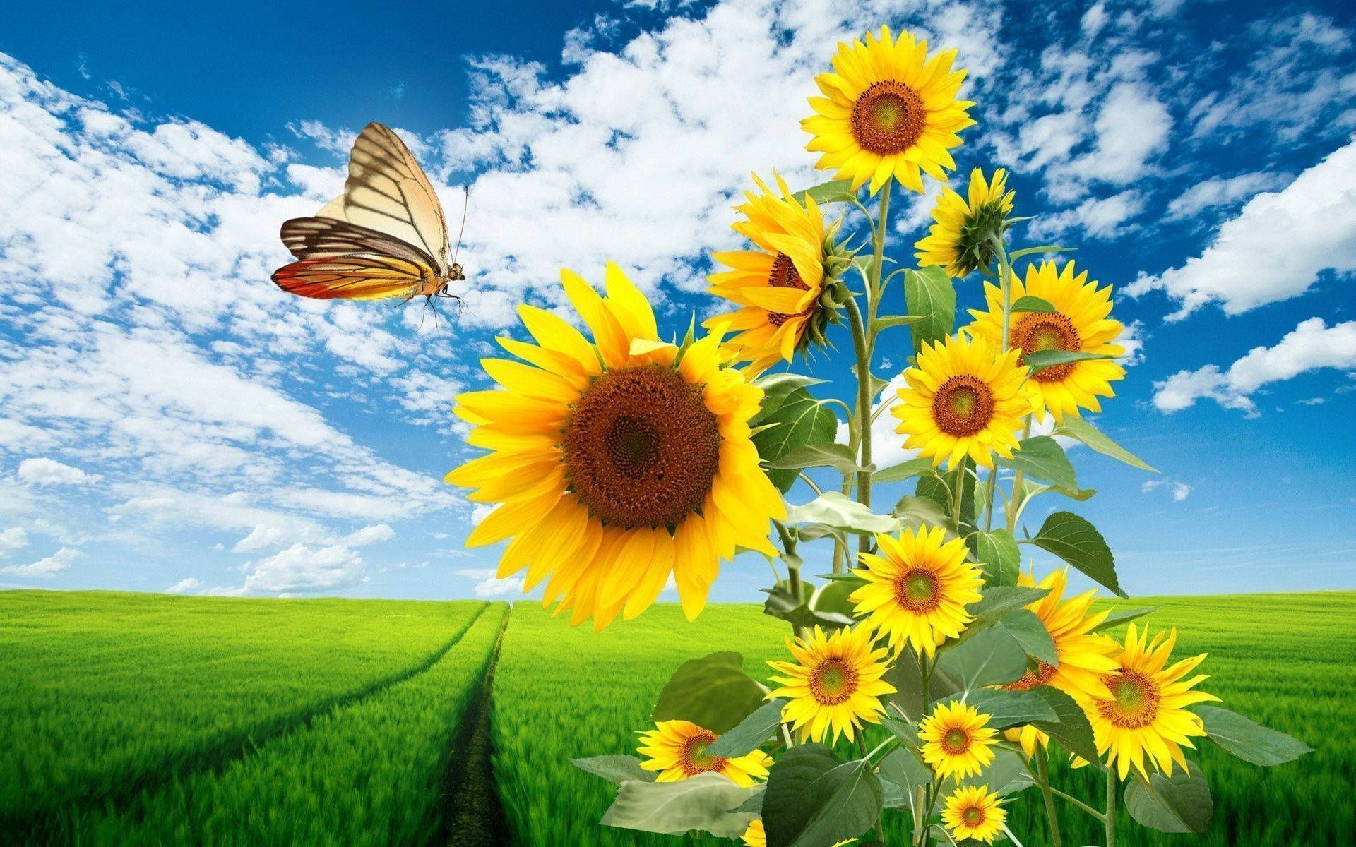 1920x1200 Sunflower Field Wallpaper