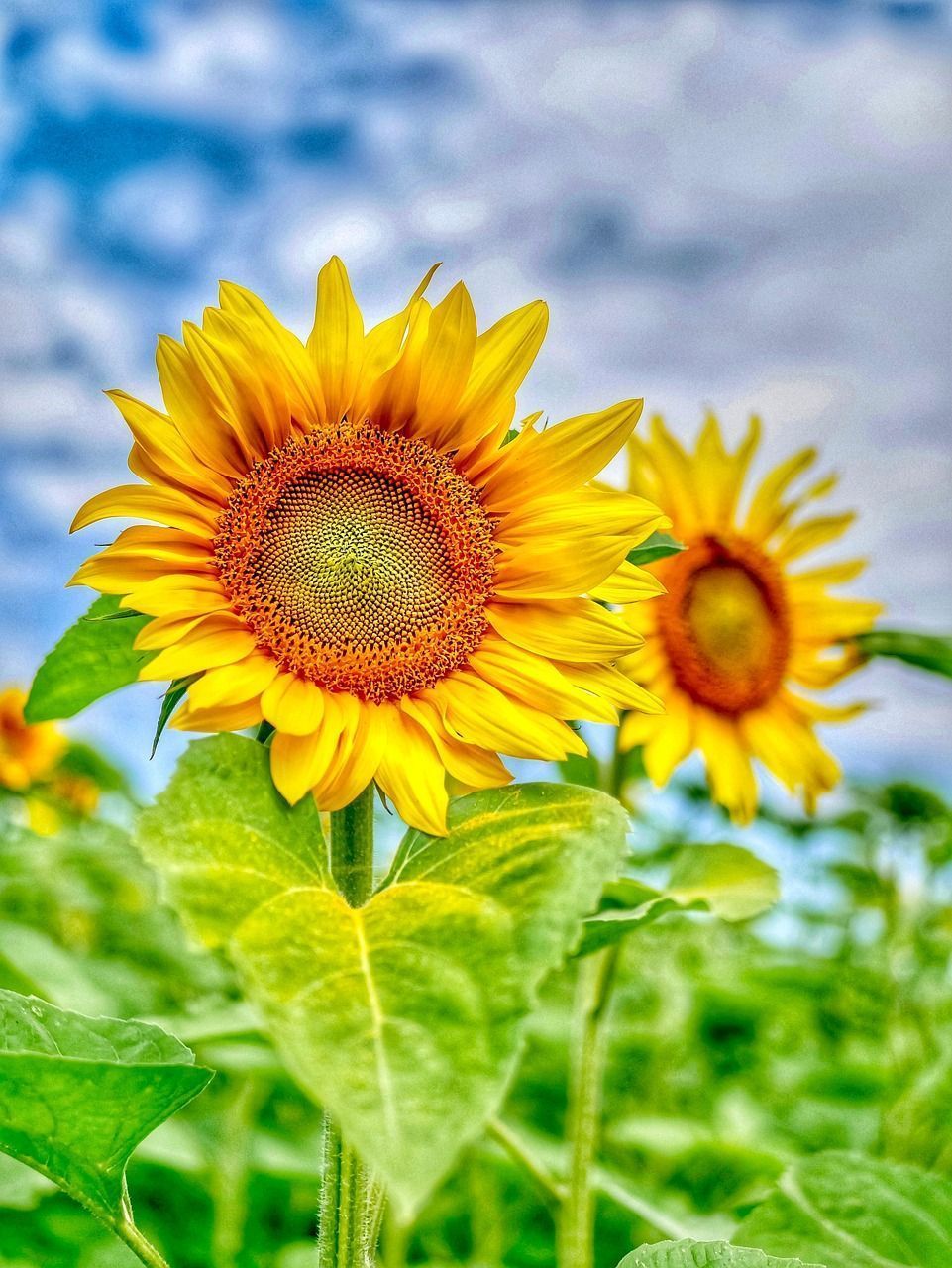 961x1280 Sunflowers Flowers Sunflower Field