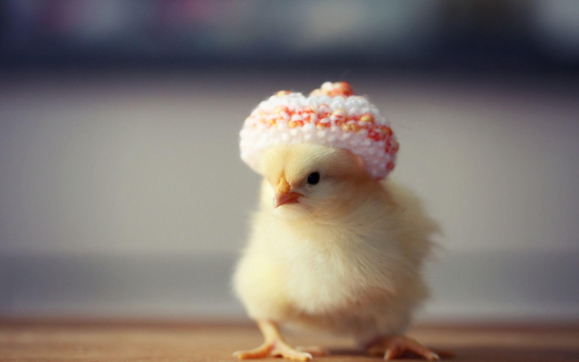 1920x1200 Chicks Wallpaper