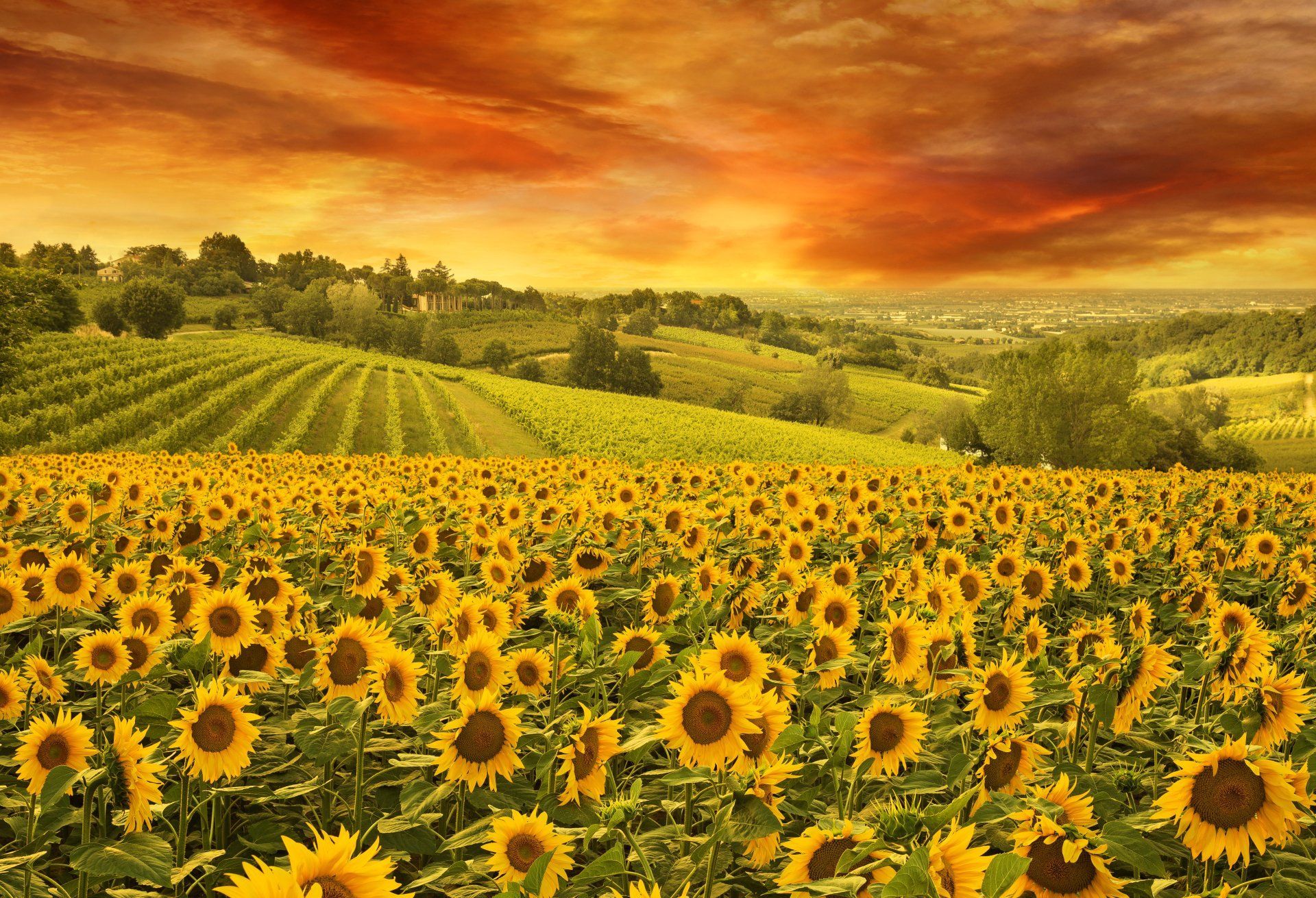 1920x1311 Sunset Glow Over Endless Sunflower Fields