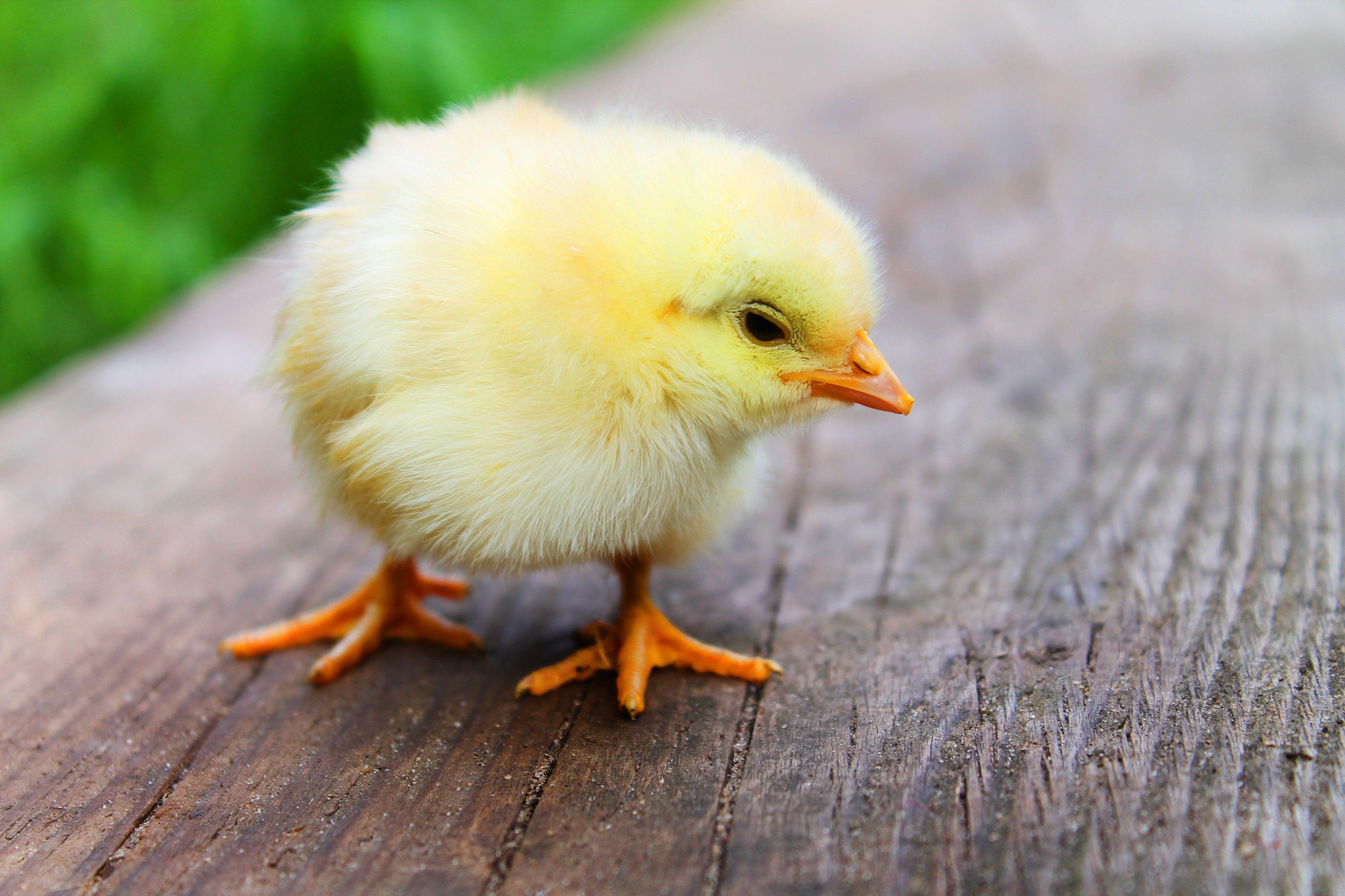 Baby Chick Wallpapers - Top Free Baby Chick Backgrounds - WallpaperAccess