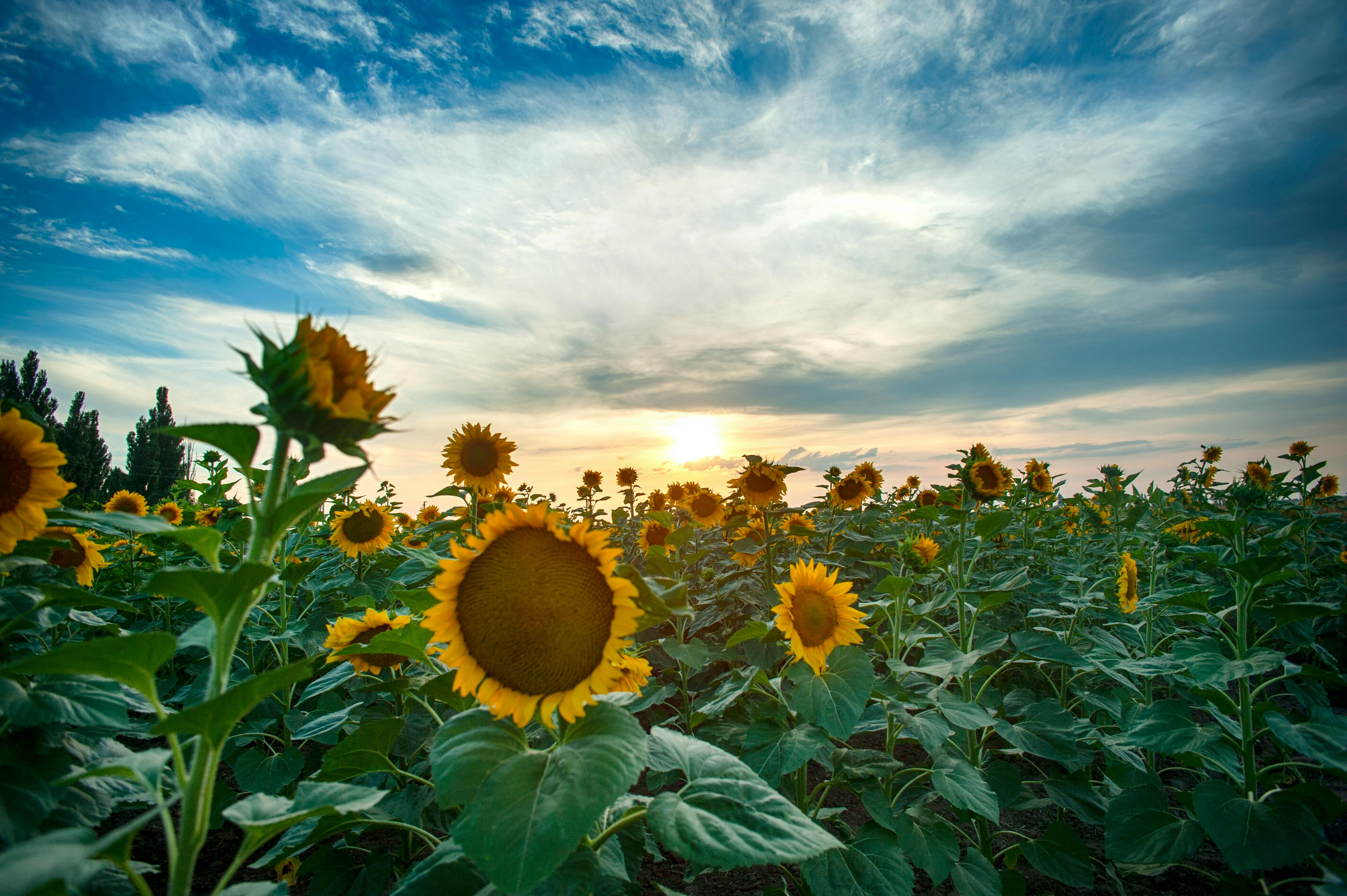 4256x2832 Sunflower Field Photo, Download The BEST Free Sunflower Field & HD Image