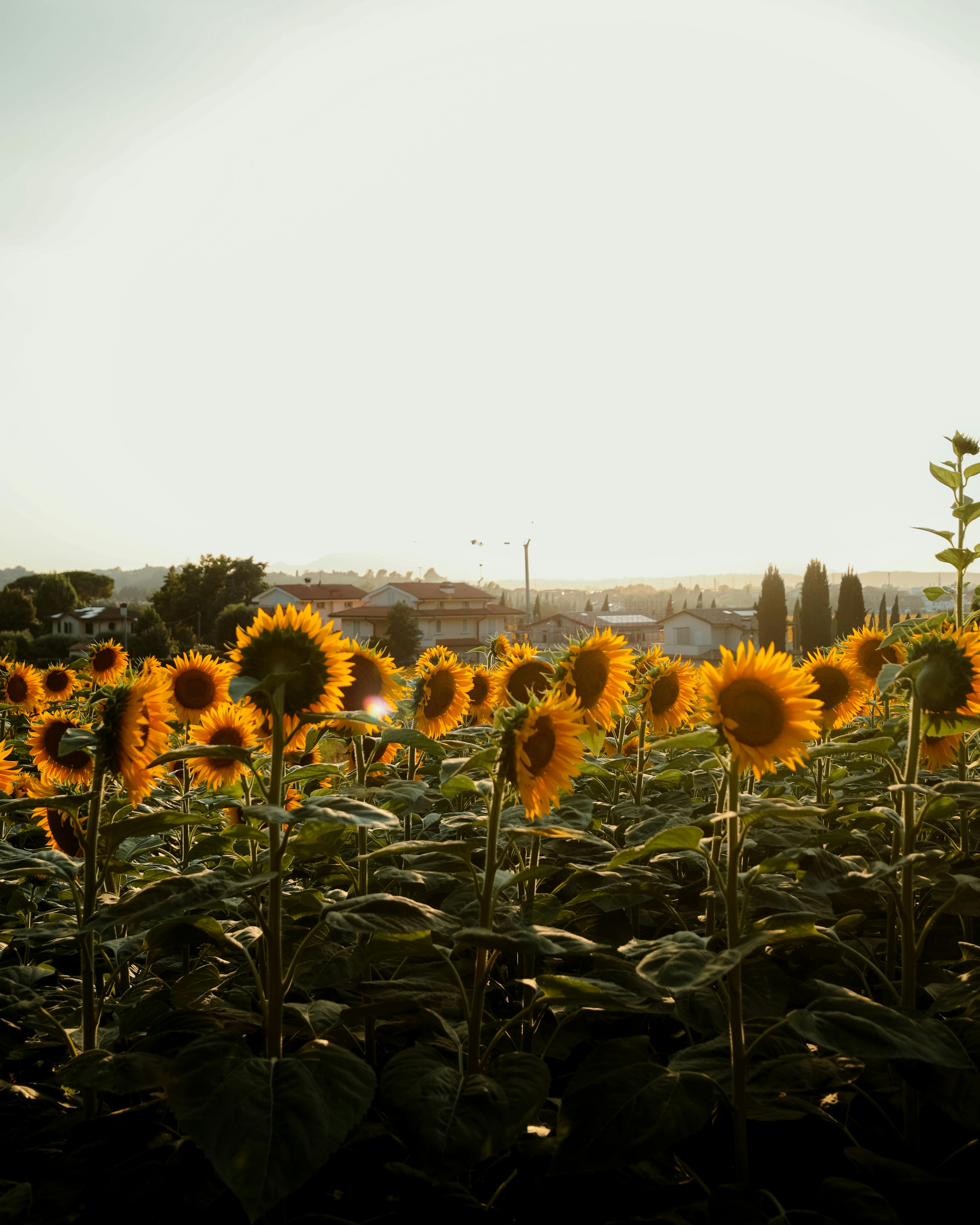 4480x5600 Sunflowers in a field with a city in the background · Free