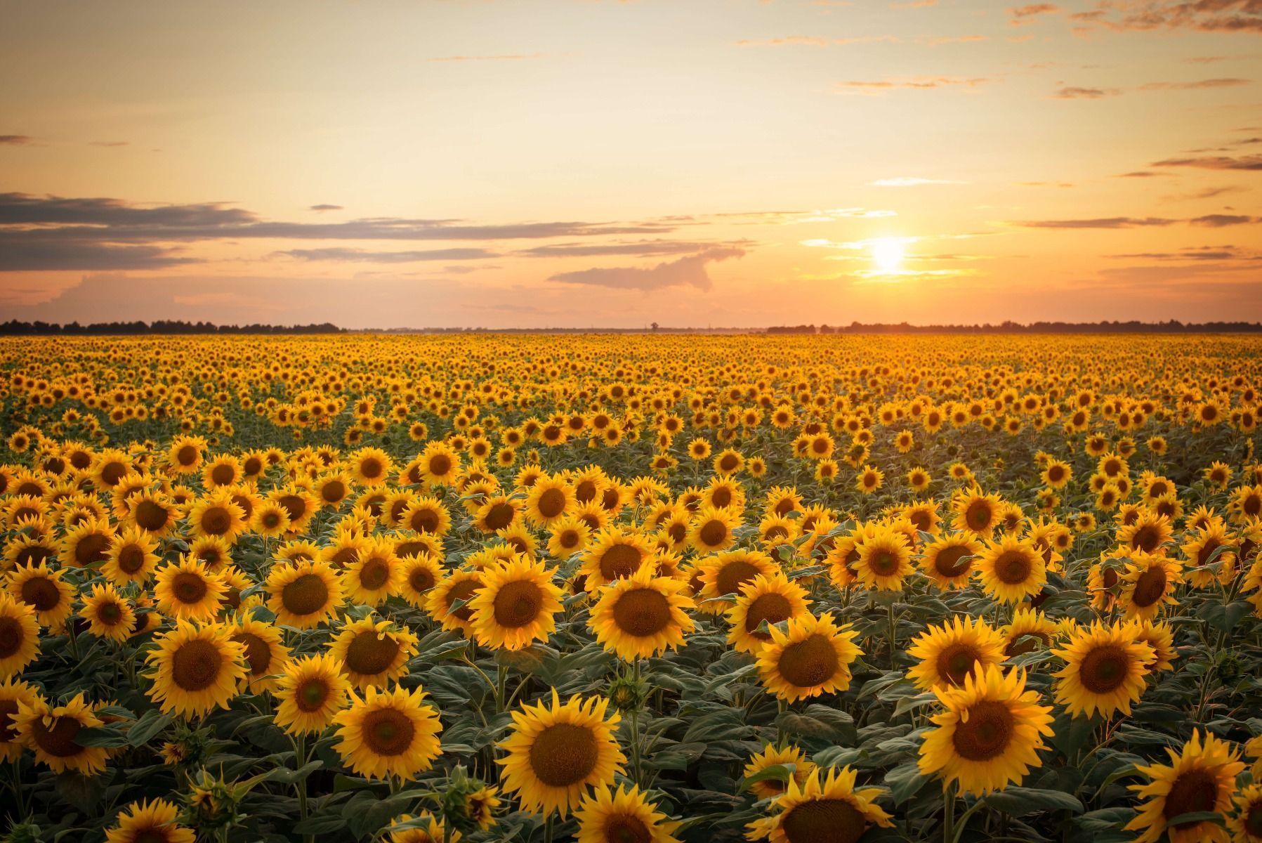 1797x1200 Wallpaper Mural field with sunset