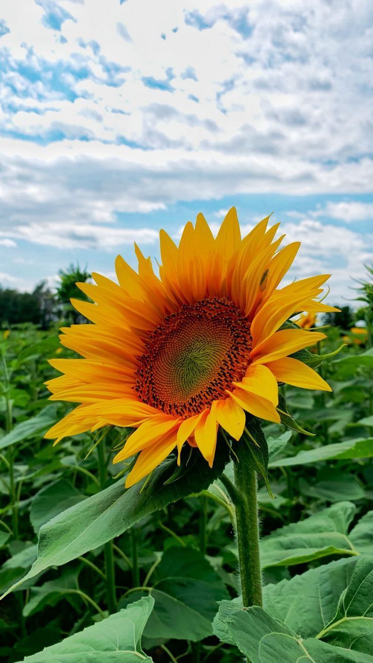 736x1308 free wallpaper 4K sunflower, flower, field, yellow, green for mobile and desktop