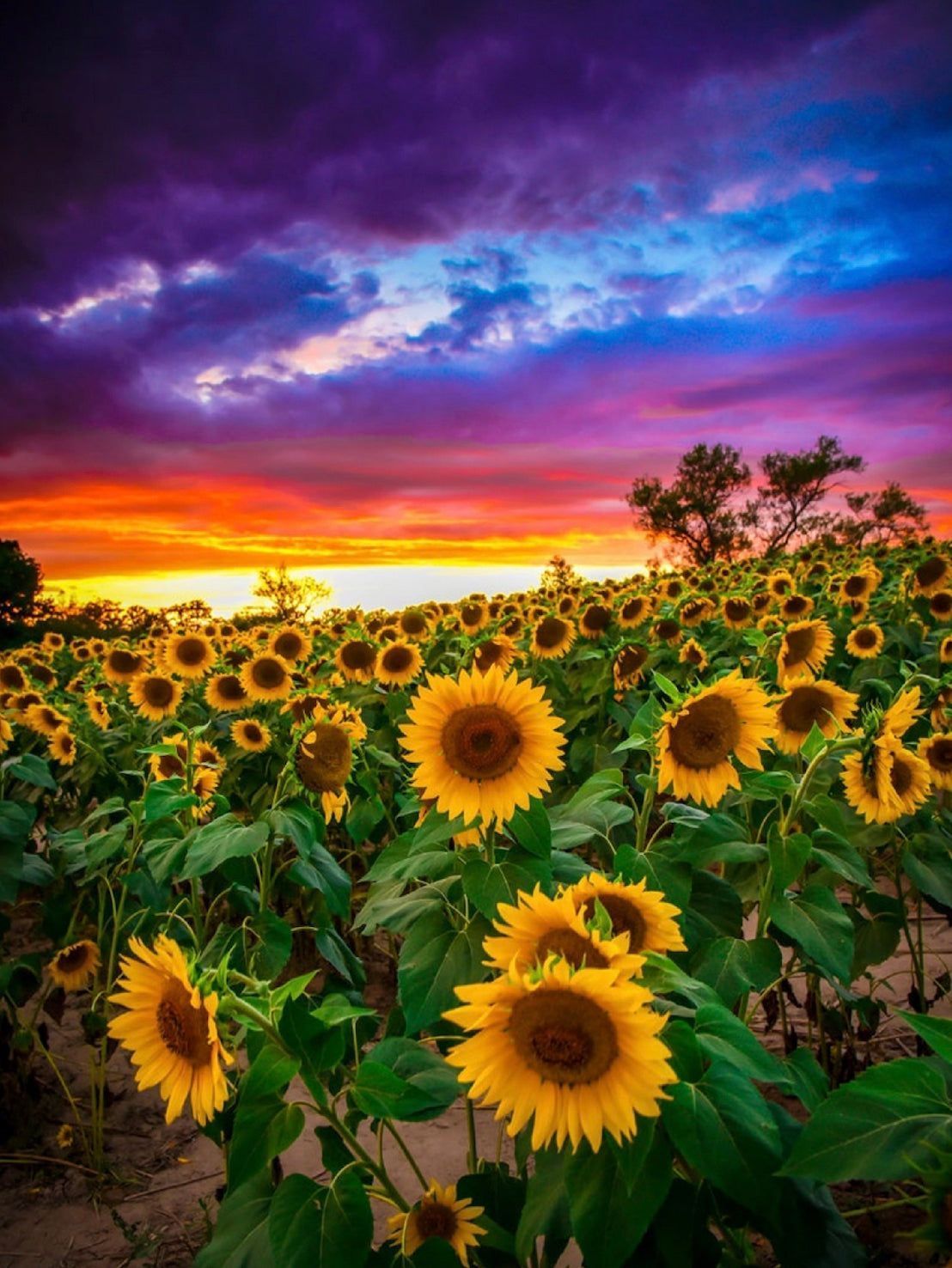 1108x1476 Modern Merch Sunflower Diamond Art Sunset, Landscape Diamond Art Kits for Adults, Sky Diamond Painting Scenery Wall Art 12x16in Gem Art DIY Crafts for