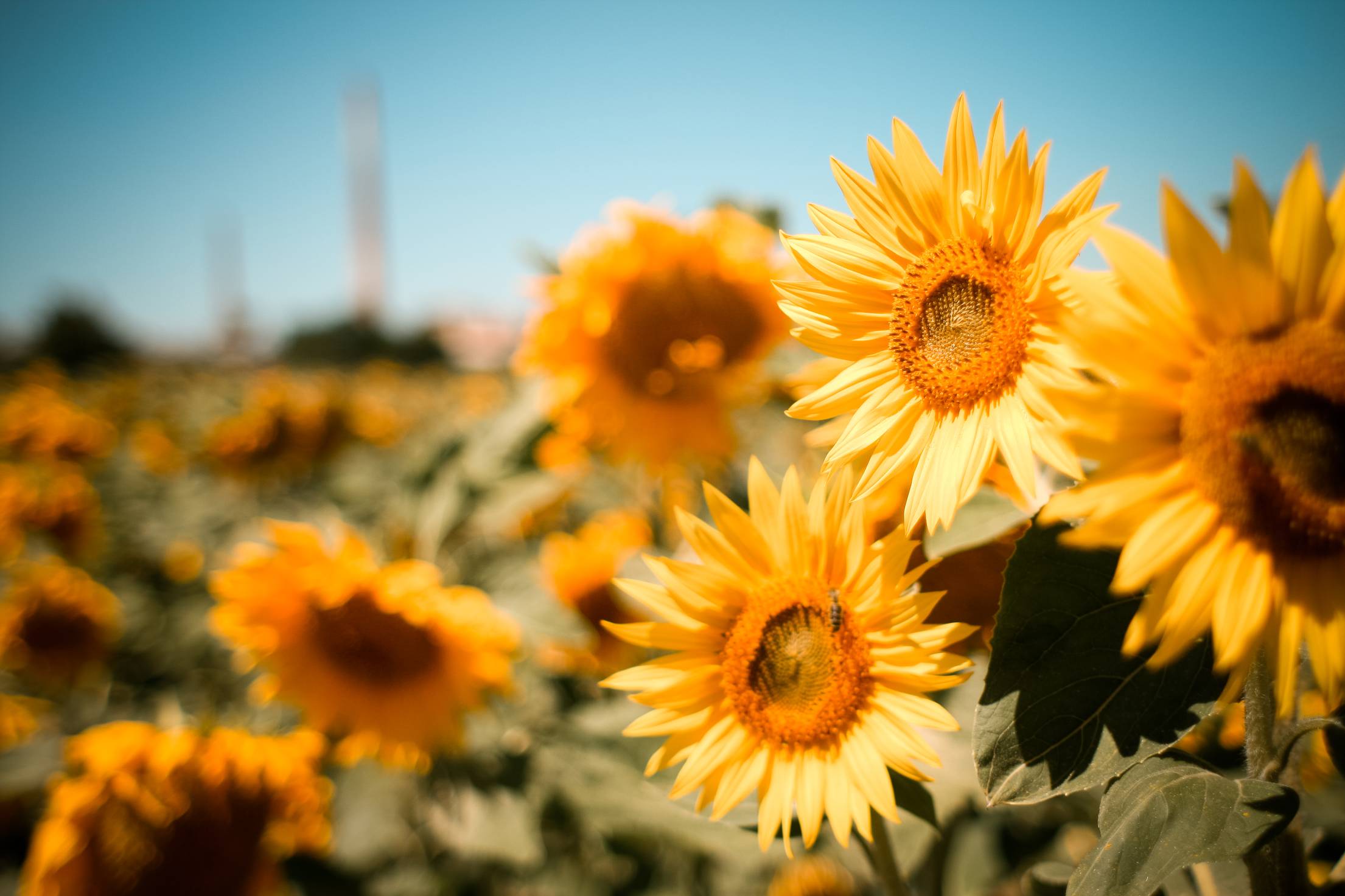 2210x1473 Sunflowers Field. Free Summer Image